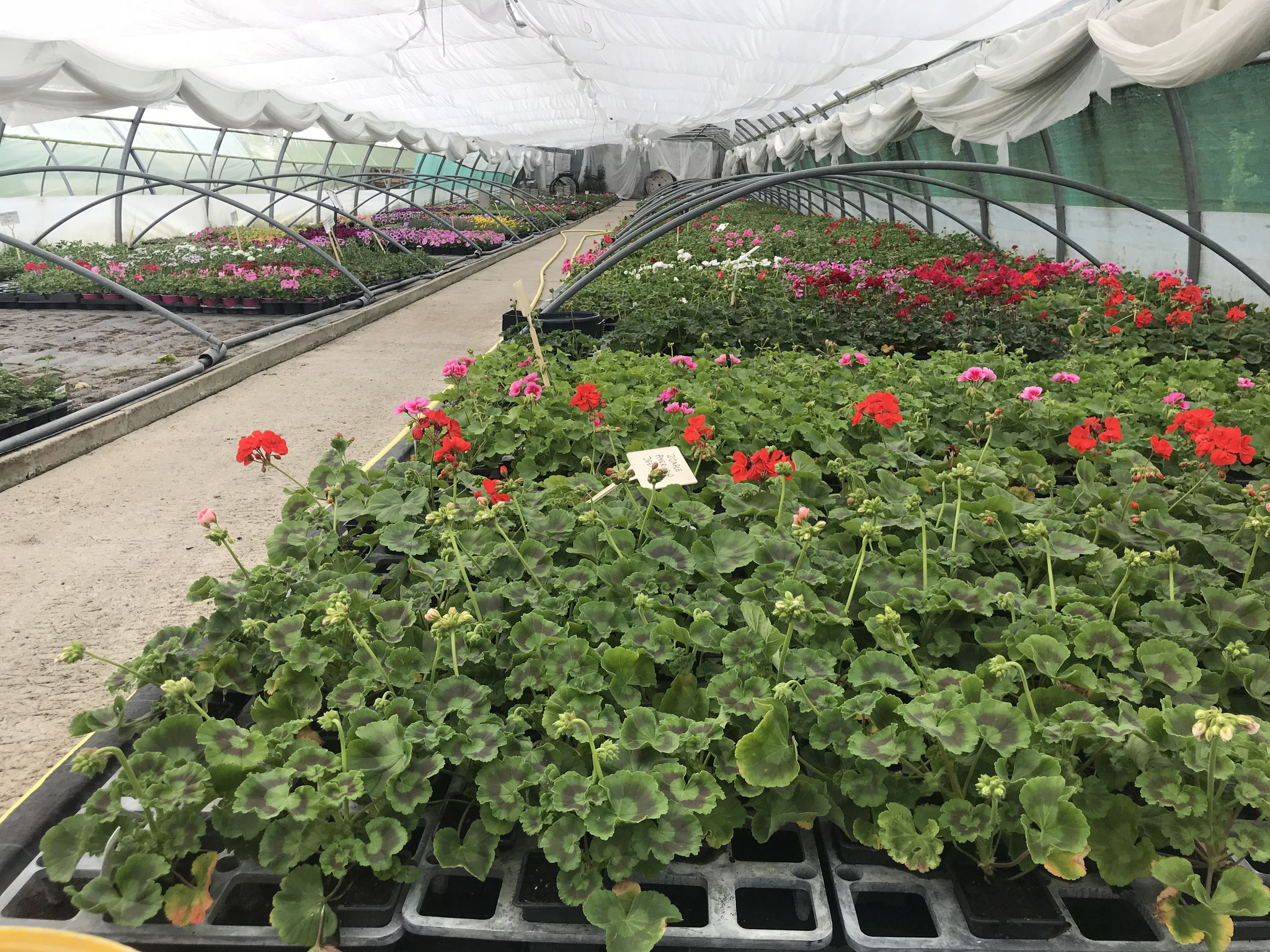 commerce horticole de plus de 30 ans d'activité, idéalement situé sur Châteauroux dans l'Indre 36 !
 Serres horticoles composées de plusieurs tunnels sur une surface totale de 12 529 m2 , plantes intérieurs et extérieurs, fleurs coupées, art floral, deuil , mariage , évènement, pépinière....
L'entreprise dispose d'une machine a rempotée, une chambre froide , 1 serre en verre , 4 tunnels , un puit, un forage, tablette de culture chauffante , chaudière fioul pour chauffer la serre en verre , un grand parking gratuit et facile d'accès un gros avantage pour le secteur !
commerce toujours en activité avec une bonne clientèles 
Production de plants maraichers et de plants à massifs également au Printemps
Plein de possibilité s'offre a vous , diversification , maraichage, paysagisme ....

Si vous aimer la nature, le contact client cette entreprise familiale et faite pour vous ! 

n'hésitez pas a me contacter pour plus d'informations , je vends mon commerce car il est tant pour moi de laisser la place à la jeunesse et de partir en retraite ...