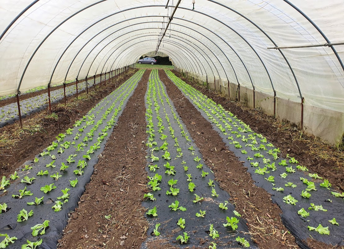 Exploitation agricole très bien située, dans un territoire des pays de savoie avec une forte demande en légumes locaux. Moyens de production adaptés à la bonne gestion de l?exploitation.
Parcellaire groupé et irrigué en totalité
Réseau de clientèle développé depuis plusieurs années comprenant un magasin à la ferme ouvert 3 jours par semaine.
Outil de travail performant dégageant une bonne rentabilité
. Tous commerces et services à proximité. Ecole primaire dans le village. Collège et lycée 
Superficie : 5ha en location : 8000m2 de tunnel, 4.0ha  de culture de plein champs

Production : production de légumes diversifiés. Agriculture bio. 40 variétés produites.

Commercialisation : 100% vente directe : un marché par semaine, un magasin de producteurs, et magasin à la ferme  (ouvert 3jours par semaine) avec une partie dépôt vente (viande, fromage, vin).

8000 m² de tunnels :16 tunnels abris froids? + 1 tunnel chapelle double paroi. 
L?ensemble des tunnels  est equipé avec arrosage par aspersion et par goutte à goutte.
Irrigation par eau de source et forage
Un local de stockage et laverie pour légumes, une chambre froide de 40m 3, un magasin de 50m² m2, un bureau,  garage, atelier. ?

Matériel : tout le matériel nécessaire à assurer la bonne gestion de la production et de la commercialisation : tracteur récent, 2 machines pour le travail du sol, récolteuse à poireaux, laveuse à poireaux, laveuse à légumes, planteuse à plants de fraise, tout l?équipement de marché, 3 véhicules utilitaires?
Partenariat avec un maraicher voisin pour l?échange de matériel supplémentaire.

Organisation du travail : 4 salariés à l?année, 1 ou 2 saisonniers, 1 apprenti : 

MODALITES DE CESSION
Vente du matériel, des équipements, du magasin et de la clientèle
Transfert des locations.