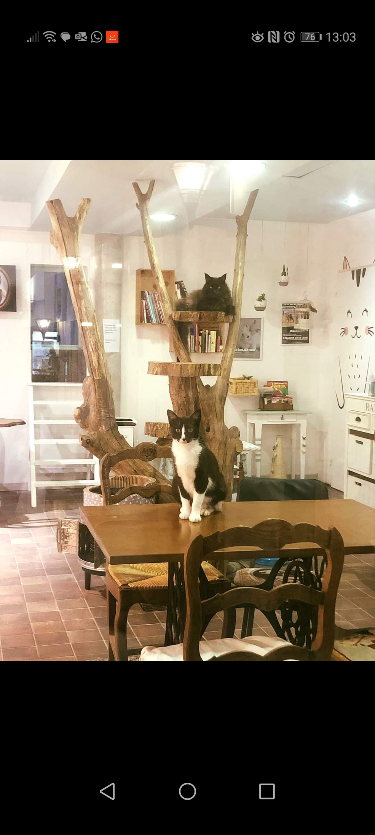 Nous vendons notre bar à chats car nous avons l'âge de la retraite. C'est un concept unique et innovant. Nous sommes ouverts de 9h à 18 h du mardi au samedi. Nous proposons des plats maison pour le repas du midi et des pâtisseries maison tout au long de la journée. Nos chats sont à l'adoption sous couvert d'associations locales et vous pouvez interagir avec eux et bénéficier de la ronron thérapie. Si vous ne le souhaitez pas, une partie est sans chats.  nous accueillons des artisans à la journée ou au mois. Nous disposons de 3 salles qui sont louées à des thérapeutes, pour des cours ou autres réunions. Nous avons la possibilité de faire des conférences le soir et aussi cours de Yoga, gym ou autre. Possibilité de faire une terrasse devant le bar à chats. Une cour intérieure existe déjà.