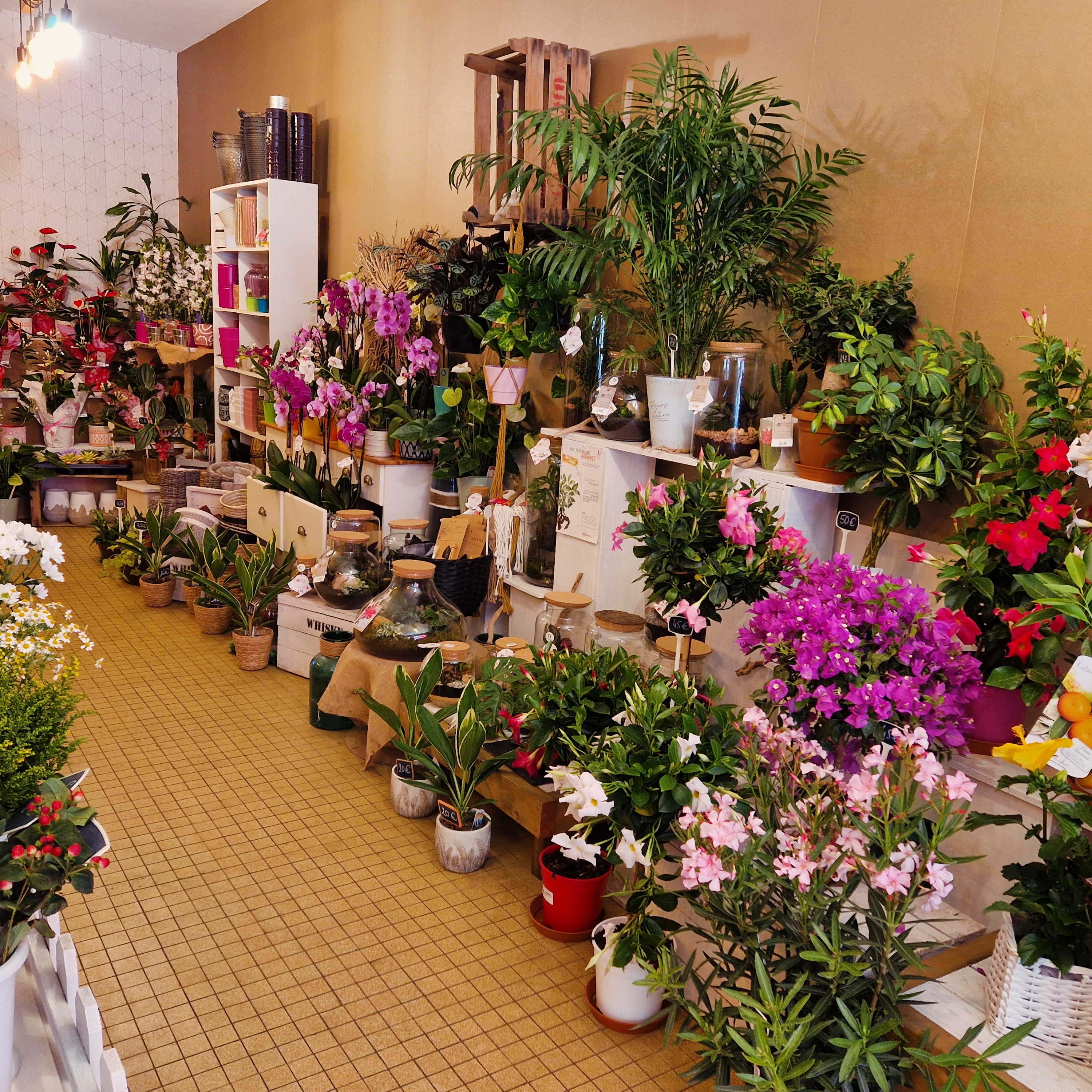 A vendre,

fonds de commerce fleuriste situé à Alban (81), village dynamique disposant de nombreux commerces et services, sur la D999 reliant Toulouse à Millau.
Clientèle fidèle depuis 15ans mais aussi de passage grâce à son emplacement idéal et à la facilité de stationnement ( parking à proximité et places dans la rue).
Local de 150m2 (dont actuellement environ 80m2 dédié à l'espace de vente), spacieux et idéal pour la confection ainsi que le stockage de matériel.
Petite cours extérieure, bureau/salle de repos, WC avec point d'eau...

Magasin équipé d'une clim réversible et d'un déshumidificateur.

CA stable avec possibilité de développement (chaines de transmission florale, funéraire...)
Pas d'employé à reprendre.

Prix de vente : 57 000€ hors stock
Loyer : 550€ + TF d'environ 600€
(Possibilité de louer également le logement avec jardin au dessus de la boutique. Non fermée à un rachat des murs)

Bilans et plus amples renseignements sur demande.