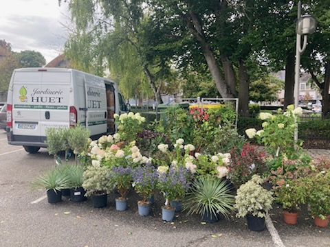 Vend pour cause de retraite une jardinerie, graineterie, fleurs coupées, outillage, alimentation animale. Le végétal est un atout majeur de cette structure, située au coeur du centre ville.
Bail tout commerce.
Etablissement de 300 m2, avec un bureau, des réserves et une grange pour stocker les terreaux et le Noël. Les végétaux sont exposés sur une partie de la voie publique.
Facilité de parking avec la place municipale en face du magasin.
Ideal pour un couple. Potentiel de développement : site internet et réseaux sociaux.
Matériel : camion, fenwick, rolls.
Effectif : 2 salariés en plus du gérant
Prix de vente : 200 000€