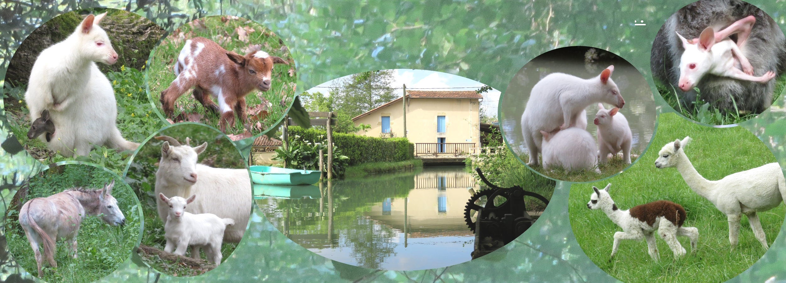 Associant un moulin à eau et un parc animalier, le Moulin de Poyaller est un site landais devenu incontournable en presque 30 années d’activité depuis son ouverture en avril 1994. Martine anime son Moulin à Eau fabrique de la farine et raconte des histoires devant son public et Jean-Charles s’occupe des animaux (Wallabies Blancs et Gris, Alpagas, chèvres et ânes miniatures,…). Les Cervidés ont quitté le parc à la fin de cette année 2022… Ce départ facilitera la transmission et une reprise au niveau des autorisations de détention. Mais il sera possible de réintégrer des cervidés blancs selon les choix des futurs repreneurs.
Dans son fonctionnement actuel, le Moulin de Poyaller accueille un peu plus de 10.000 visiteurs payants, chaque année. Pour nous, Martine et Jean-Charles qui l’avons créé, développé et animé, l’heure de transmettre est arrivée ; elle est même dépassée et, après les années Covid, les signaux sont au vert, comme ils l’ont été, cette année avec un regain très net d’intérêt des visiteurs pour les sites de campagnes, authentiques et sincères. 
Quelques idées et animations nouvelles, un peu de restauration et l’incorporation de main d’œuvre saisonnière permettront d’améliorer la fréquentation et feront évoluer le chiffre d’affaire qui présente un vrai potentiel d’évolution…
L’heure est venue de passer à l’étape suivante, celle du développement et de quelques changements. 
TF1 est venu à plusieurs reprises, voici le dernier reportage de Michel Izard :
https://www.facebook.com/Moulin.de.Poyaller/videos/10153130850479247/ 
Et le tout dernier, enregistré par TF1 pour SOS Village en hiver, diffusé le 1er Mars 2020, malheureusement juste avant l’apparition de la pandémie :
https://www.facebook.com/Moulin.de.Poyaller/videos/595620740987069
Consultez aussi notre site Internet : www.moulin-poyaller.com
et notre page Facebook, très active avec plus de 200.000 abonnés : 
https://www.facebook.com/Moulin.de.Poyaller/.
Ils vous aideront à mieux imaginer ce que nous faisons et quelle pourrait être votre place dans le développement du Moulin de Poyaller.
Un site internet, www.achat-moulin.com a également été créé pour présenter plus complètement la vente du Moulin de Poyaller.