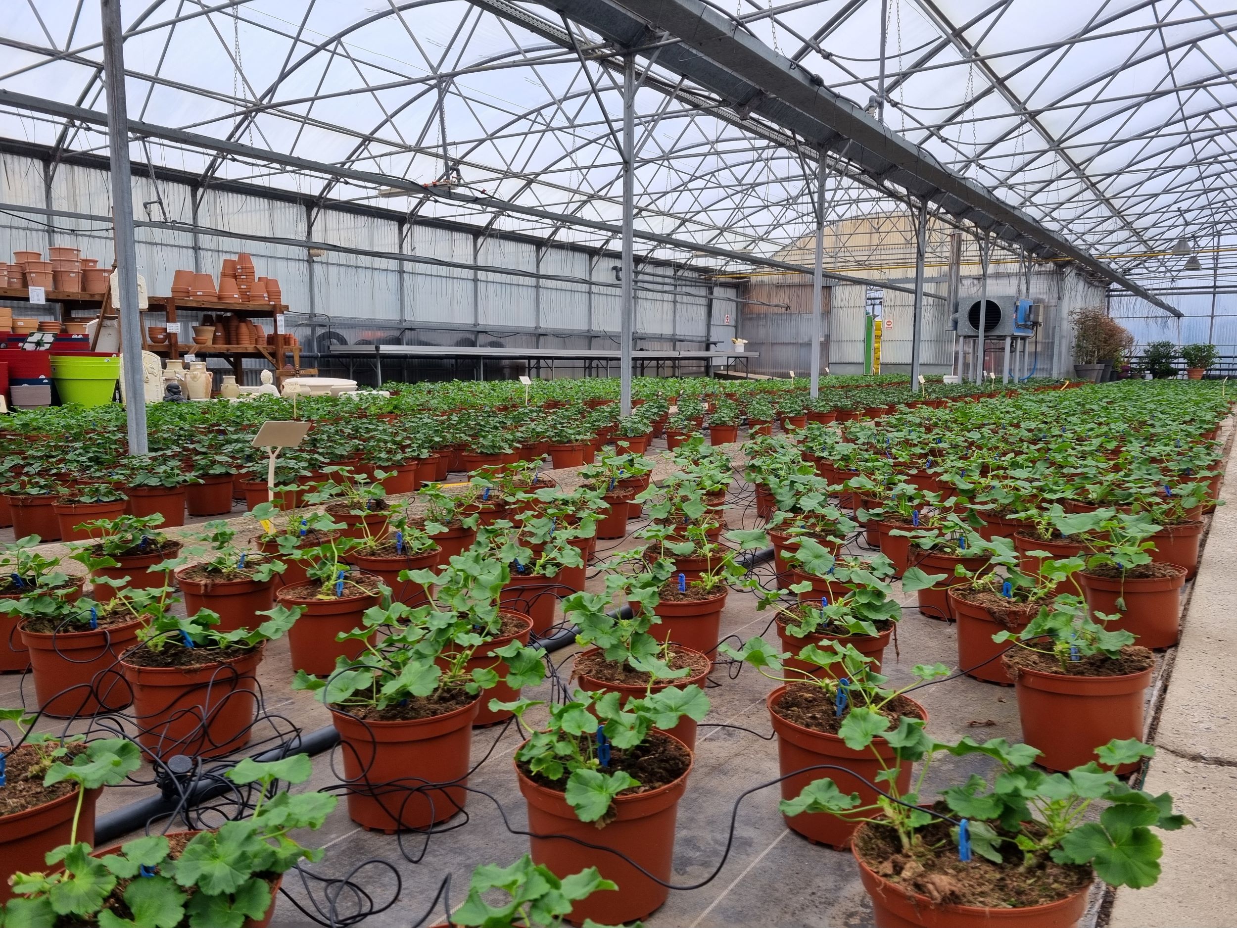 Idéalement situé dans la Haute-Vienne (87), dans une ville avec tous commerces, ce site de production horticole comprend une boutique avec vente directe de sa production.
La production est également commercialisée auprès d’autres revendeurs.
Production de plantes à massifs, de plantes fleuries (chrysanthèmes, bi-annuelles), de plants de légumes, de compositions florales. Achat/Revente terreau, poteries, engrais, articles de jardin, plantes intérieures, décorations...
Foncier : sur env. 2ha dont 9 000 m² couverts
Bâtiments :
- 6990 m² de serres dont 1503 m² serre verre, 1440 m² simple paroi et 4 047 m² en double-paroi.
- 1 360 m² de tunnel
- 445.8 m² de magasin et bureau
- 367 m² de hangar de stockage bardé sur 4 faces.
Forage de 8m3/heure
Cession de l’ensemble des équipements et matériels d'horticulture dont : voiture fourgonnette, camion 3T5 monté sur caisse, rempoteuse, transmotteuse, traiteuse, chariot élévateur, système irrigation…
Emploi : Présence de 6,5 salariés permanents à conserver.
Prix : 600 000 € hors frais (+ stocks)
Le prix est établi en fonction de la capacité d'auto-financement de l'entreprise. Le chiffre d’affaires de croisière est de 1 000 000 € (dont 650 000 € de vente sur le site et 350 000 € de vente en gros).
Tous services, écoles et commerces de proximité à moins de 1 km du site.
NB : le site ne comprend pas de maison d’habitation, mais plusieurs maisons sont en vente dans la ville.
Offre détaillée avec prix et visite sur demande.
Contacts : Olivier VIVIER ou Aurélie BRUNET
SARL O. VIVIER Conseil & Patrimoine