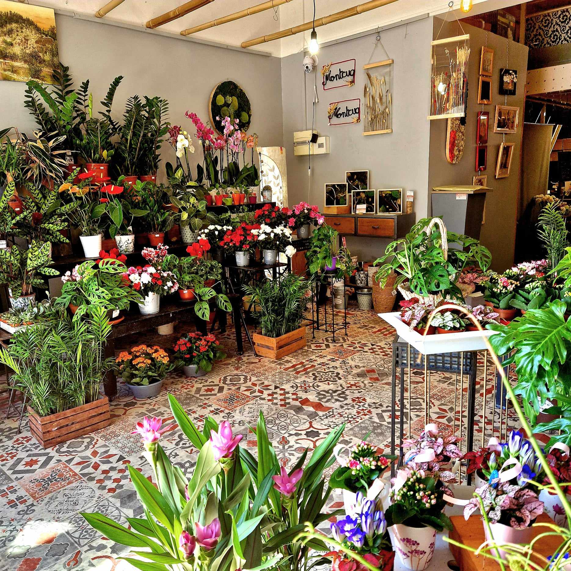 A vendre fonds de commerce : Magnifique Boutique de Fleurs dans une Zone Commerciale  et village animé.
Après des années de passion et de dévouement, je m'apprête à prendre ma retraite et à passer le flambeau de ma charmante boutique de fleurs. 
Nichée le long de la D 653 en bas du pittoresque village qu’est Montcuq (Lot), ma boutique bénéficie d'une visibilité exceptionnelle grâce à son emplacement en bordure de route et à son parking privé attenant, offrant une grande facilité d'accès à nos clients.
Caractéristiques clés :
• Emplacement privilégié : Situé au cœur d'une zone commerciale dynamique, mon magasin fait partie d'un pôle attractif regroupant une variété de commerces, notamment une pizzeria, une laverie automatique, des boutiques d'habillement, un magasin de bricolage, un garage et même un Carrefour.
• Tradition et réputation : Avec des années d'expérience, ma boutique jouit d'une solide réputation dans la région, grâce à mon engagement envers la qualité, la créativité et le service clientèle exceptionnel.
• Collaboration avec les mairies : Ma boutique entretient des partenariats fructueux avec les mairies des alentours, ce qui nous permet de fournir des arrangements floraux pour divers événements communautaires et cérémonies officielles, renforçant ainsi mon ancrage local.
Détails additionnels :
Ma  boutique s'étend sur 60 m², avec une mezzanine de 20 m².WC. Climatisation réversible. Pas d'employés à reprendre.
Loyer 450 € /mois.
Pour plus d'informations sur cette opportunité unique, veuillez me contacter
 au 06 85 15 79 76 ou par  e-mail :fleursduquercy@orange.fr.
Patricia Lapèze – 1706 avenue de St. Jean – 46800 Montcuq
Agences et curieux s’abstenir.
 Ne manquez pas cette occasion de devenir le fier propriétaire d'un joyau floral au cœur d'une communauté dynamique.