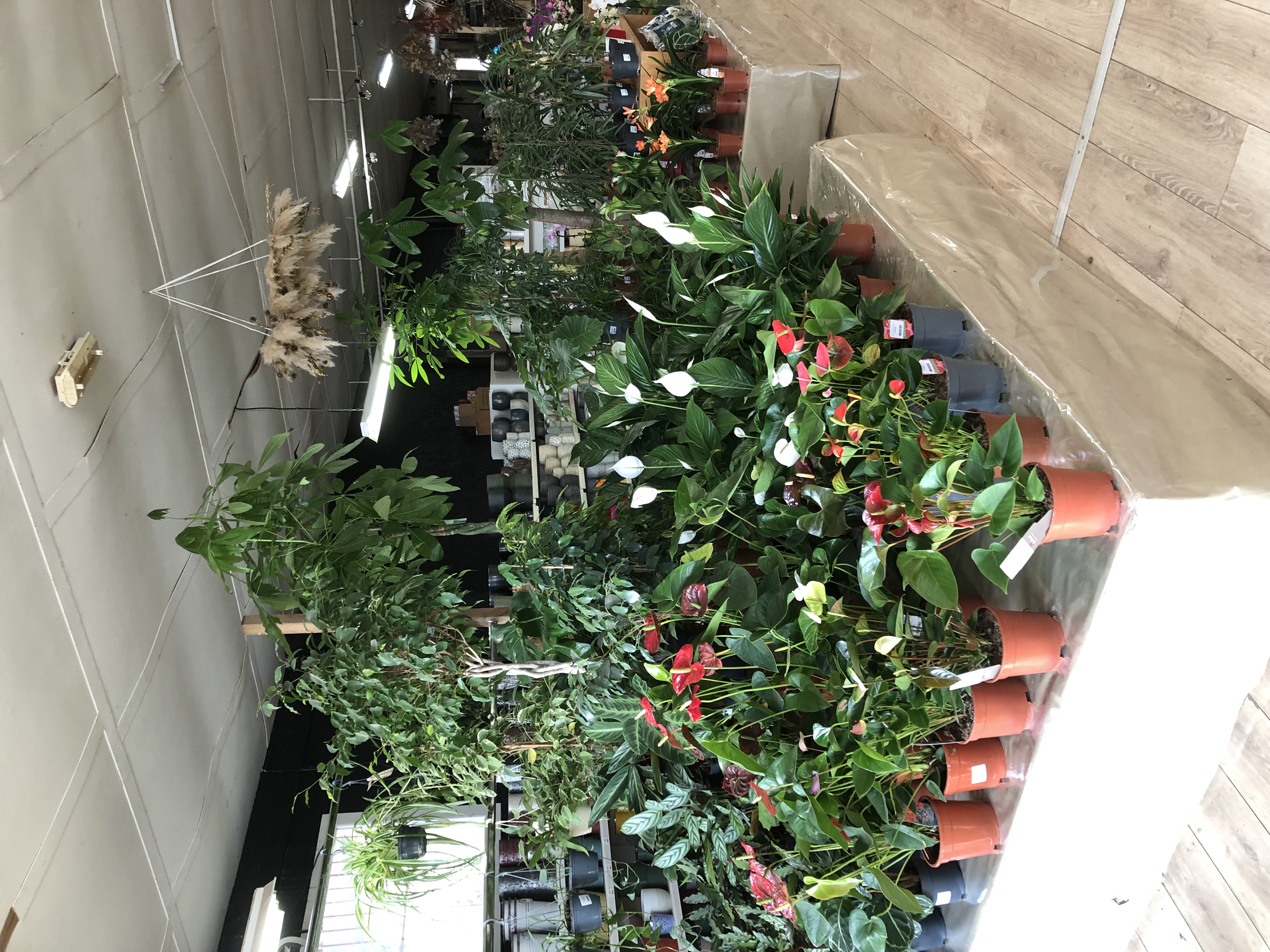 A VENDRE : Fonds de commerce - Jardinerie, Décoration, Fleuriste et produits du terroir- Emplacement stratégique à Orange (Vaucluse) (libre tous commerces)

Surface : 600 m² intérieur + 80 m² extérieur
Prix : 90 000 €  (hors stock, option de reprise du stock disponible)
Le fond comprend le mobilier et agencement ainsi que le mode de chauffage/climatisation ( matériel + immatériel)
Faible Loyer : 1 245 € HT/mois, charges : 30 €/mois, taxe foncière incluse

Description :
Opportunité rare pour les passionnés de jardinage et de décoration ! Le fonds de commerce, situé en bordure de la nationale 7 à Orange, bénéficie d’un emplacement privilégié à une intersection desservant Piolenc, Orange, Sérignan et Uchaux. L’établissement se trouve dans une petite zone commerciale avec un grand parking privé gratuit (revêtement en projet de rénovation) pour accueillir facilement la clientèle.

Caractéristiques de l’établissement :

• Superficie intérieure : 600 m², dont 500 m² d’espace de vente couvert et 100 m² de réserve incluant une salle de pause (coin cuisine et WC)
• Superficie extérieure : 80 m² de surface de vente devant le magasin, idéal pour la jardinerie et l’espace floral
• Aménagements : Chambre froide de 6 m² pour fleurs coupées, agencement optimisé pour chaque activité et eau gratuite issue d’un forage

Activités proposées :

Cet espace commercial complet et bien organisé inclut une jardinerie(plantes et accessoires), un fleuriste, un coin de décoration, une animalerie, une épicerie fine, un large choix de poterie et un rayon funéraire. Une configuration idéale pour attirer une clientèle fidèle et diversifiée, à la recherche d’un lieu unique regroupant plusieurs univers.

Chiffres clés 2024 :

• Chiffre d’affaires annuel : 269 000 €
• Résultat net : 10 422 €
• EBE : 17 300 €
• Solvabilité : Ratio de 30 %
• Stock actuel : 100 000 € (non inclus dans le prix, option de reprise disponible)

Potentiel et perspectives :

Avec une clientèle locale fidèle et un environnement commercial dynamique, cet établissement offre de belles perspectives d’expansion pour un couple ou un investisseur souhaitant développer un projet de fleuriste ou autour de la nature, de la décoration, et du jardinage. Ouvert depuis plusieurs années et exploité sous sa forme actuelle depuis 2018, ce commerce ouvert du mardi au dimanche midi présente un fort potentiel de développement dans une région prisée.

Pour plus de renseignements, des photos supplémentaires et un dossier complet, contactez-nous dès maintenant
Vous pouvez également nous contacter par sms.