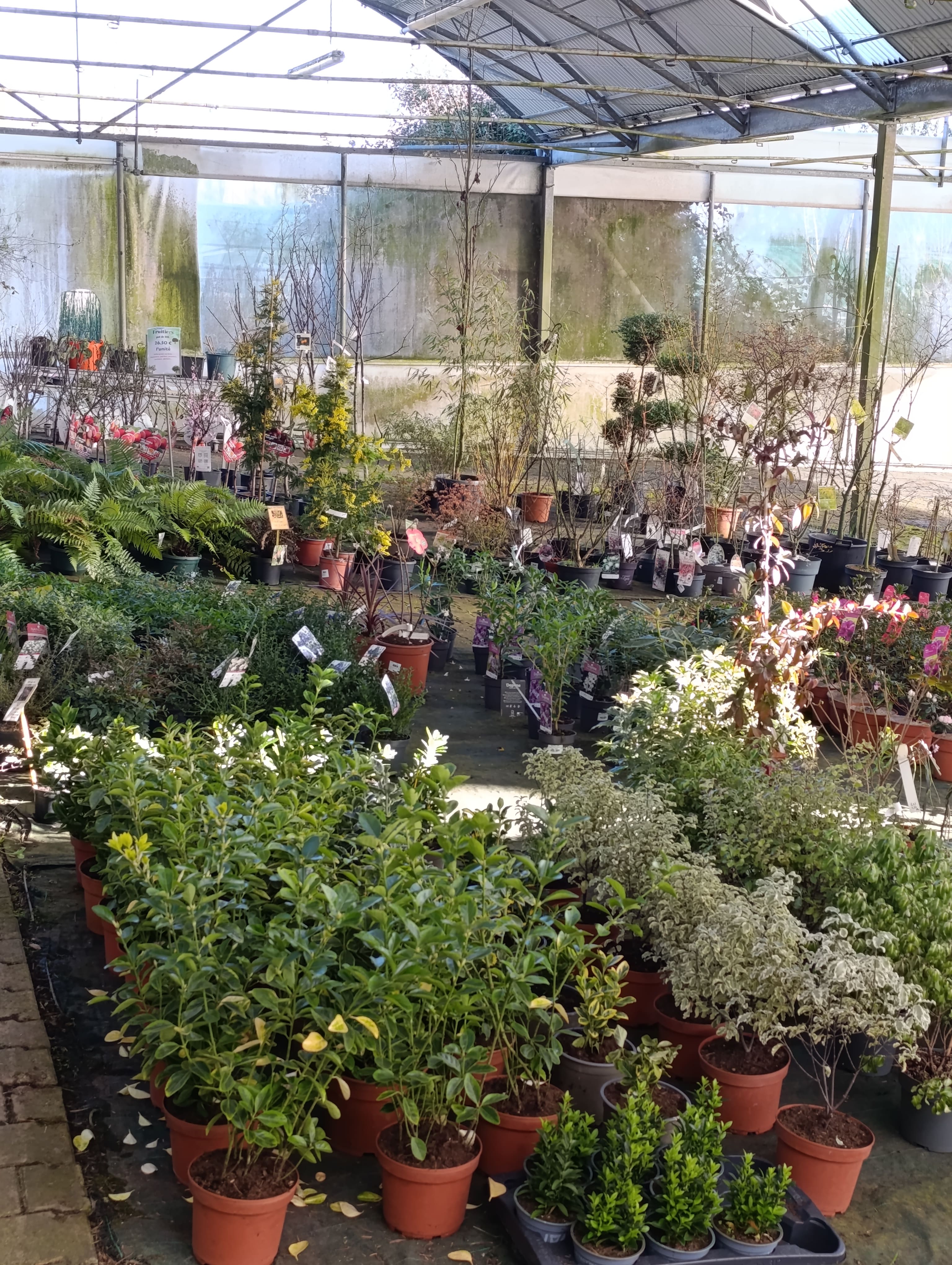 Vente fond de commerce jardinerie spécialisée en matériel, poissons et plantes de bassin ainsi qu'une production de fleurs annuelles.
L'activité se compose d'un accueil physique en magasin ainsi que d'une boutique en ligne fonctionnelle. Logiciel de caisse et matériel informatique récent.
Actuellement 2 personnes travaillent sur l'entreprise.
Ensemble de production de 15000 m² exploitables avec un forage fonctionnel (pompes récentes), une serre de production de 1200m², une serre de vente de 600m², une pépinière couverte de 400m² et d'un magasin en dur de 240m², un bureau de 10m² et un toilette.
Surface CDEC 1980m²
Loyer 1750€ TTC / mois.
Possibilité de racheter un utilitaire et un chariot élévateur en +

Prix négociable et possibilité de racheter les murs (le prix ne comprend pas le stock)