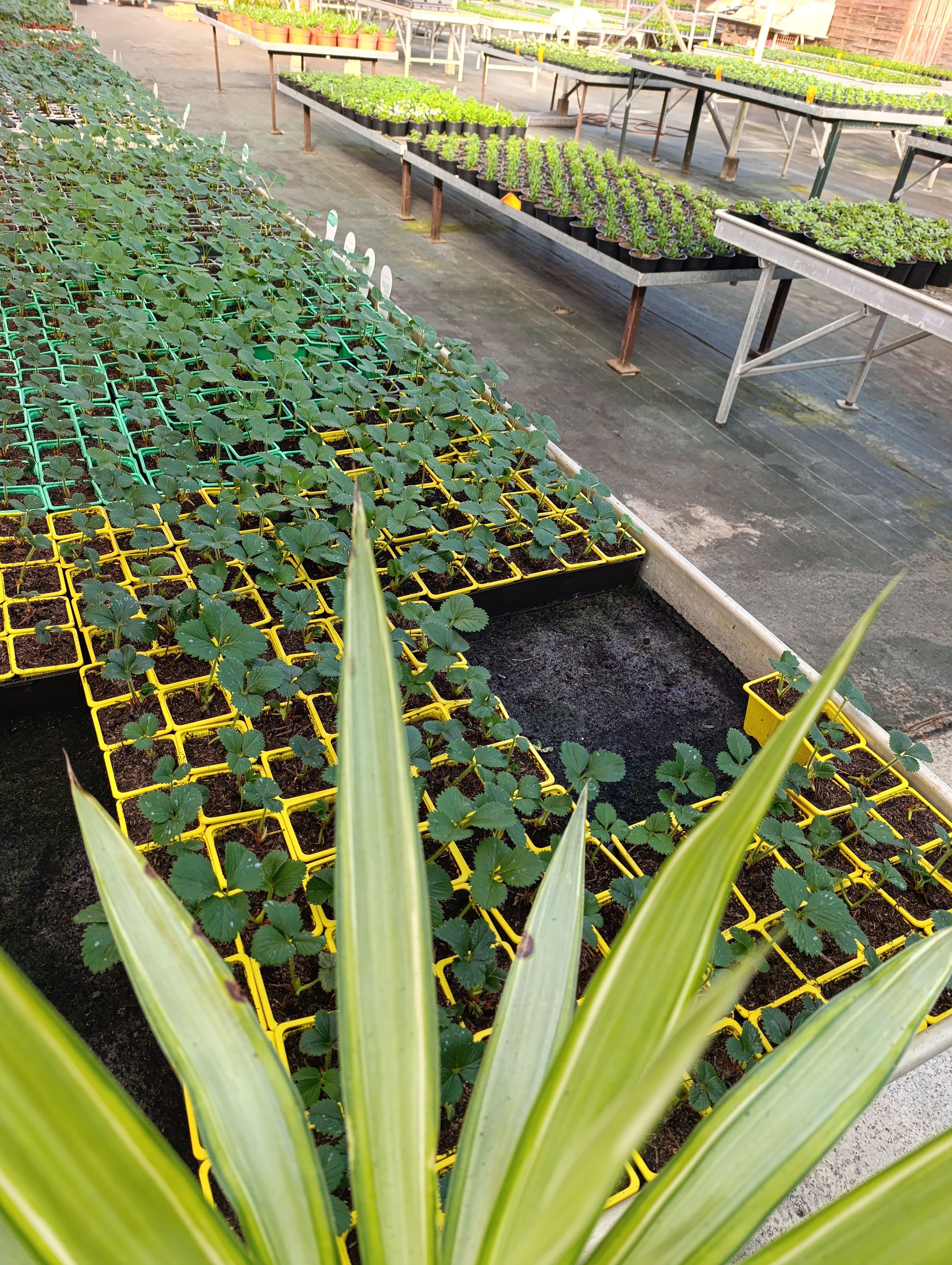 Vente fond de commerce jardinerie spécialisée en matériel, poissons et plantes de bassin ainsi qu'une production de fleurs annuelles.
L'activité se compose d'un accueil physique en magasin ainsi que d'une boutique en ligne fonctionnelle. Logiciel de caisse et matériel informatique récent.
Actuellement 2 personnes travaillent sur l'entreprise.
Ensemble de production de 15000 m² exploitables avec un forage fonctionnel (pompes récentes), une serre de production de 1200m², une serre de vente de 600m², une pépinière couverte de 400m² et d'un magasin en dur de 240m², un bureau de 10m² et un toilette.
Surface CDEC 1980m²
Loyer 1750€ TTC / mois.
Possibilité de racheter un utilitaire et un chariot élévateur en +

Prix négociable et possibilité de racheter les murs (le prix ne comprend pas le stock)