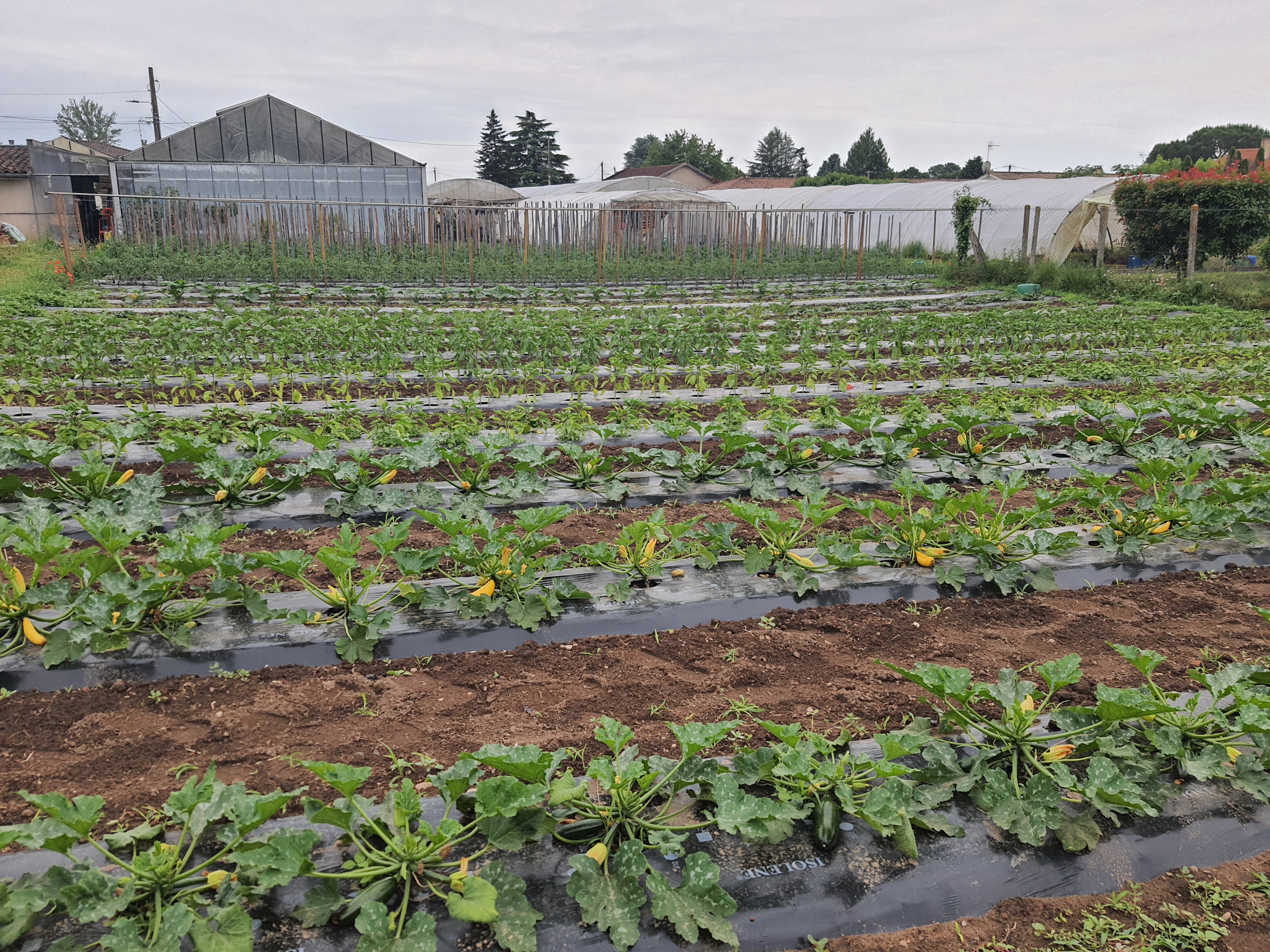 Vente (FDC + murs) commerce horticole, jardinerie et fleuriste cause retraite 

Bel ensemble composé d’un magasin, d’un parking, de serres verres, de tunnels plastiques et de terres agricoles pour une surface totale d’environ 5500 m².
Entreprise centenaire avec bonne rentabilité, pérenne, un bon CA stable et une clientèle fidèle !

Nous avons développé notre offre et nos services avec la création de la boutique de fleurs et la vente de légumes d’été en direct. Cela nous a permis de d’avoir une activité rentable tout au long de l’année. 

Fleurs coupées et compositions florales pour tous les évènements (mariage, deuil), plants de fleurs, plants de légumes et aromatiques, pépinières et arbustes, plantes d’intérieur, terreau et légumes prêt à manger. Notre diversité fait la force de notre commence !

Nous n’affichons pas de chiffres et de rentabilité volontairement, nous remettrons l’ensemble de ces éléments à la suite d’une première prise de contact.

Contactez-nous pour plus de renseignements et n’hésitez pas à venir voir notre affaire !

Les informations sur les risques auxquels ce bien est exposé sont disponibles sur le site Géorisques : www.georisques.gouv.fr.

Prix de vente : 460 000 €
Précision sur le prix de vente : Fonds de commerce + Murs
Prix de vente des murs : 240 000 €