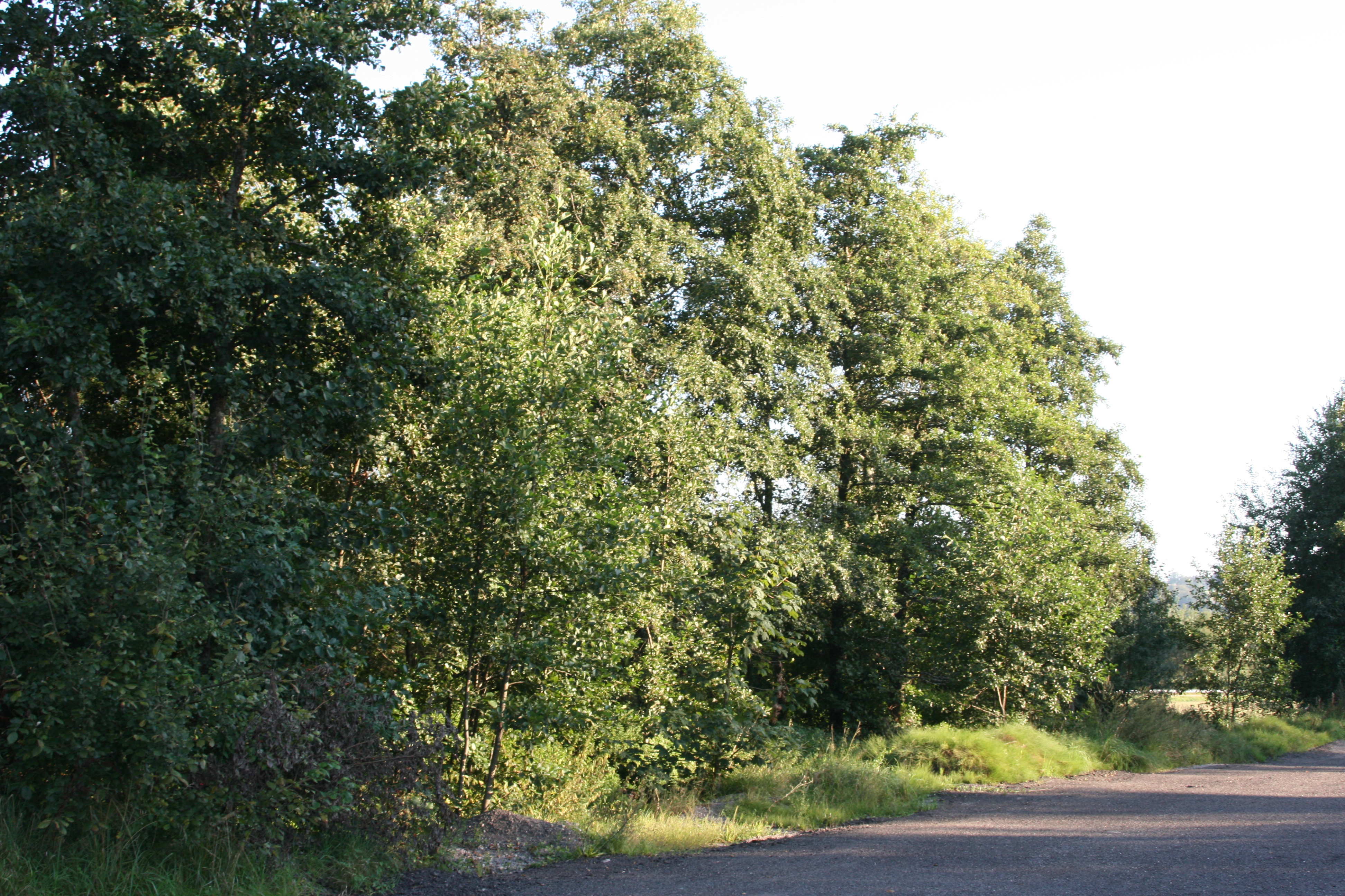 Vds fond et murs  cause soucis de santé "restaurant routier bar" sur axe direct de la 2X2 voies VESOUL NANCY tout en étant au calme. L'établissement existe depuis au moins 100 ans. Il est très bien situé, nature, forêt, étang de la Demoiselle derrière. Il peut être transformé en restaurant de tourisme, le grand terrain est classé "zone de loisirs" pouvant devenir un emplacement pour mobile home ou halte camping car. Il y a une immense salle dans le batiment "ancien club petite discothèque". Enorme potentiel dans un département touristique "LES VOSGES" Photos et détails sur demande merci