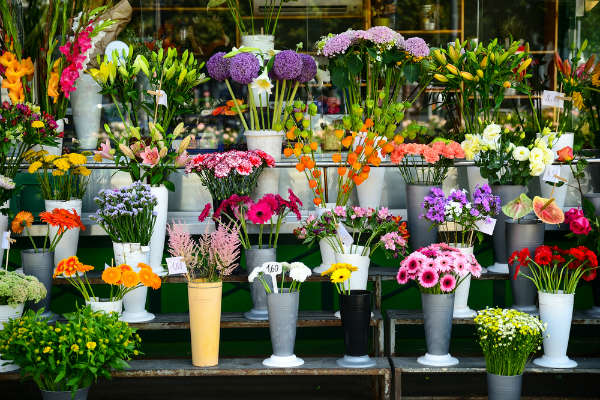 Très beau fleuriste de notoriété, depuis de nombreuses années, à vendre fond de commerce, très bonne localisation stratégique, belle visibilité, entièrement équipé et bien aménager avec climatisation et stores eléctriques avec sa chambre froide bien pratique à vendre.

Bail commercial en 3/6/9 nouvellement renouvellé.

Loyer 1 100 euros/mois toutes charges comprises

Chiffre d’affaire avec un résultat en positif.