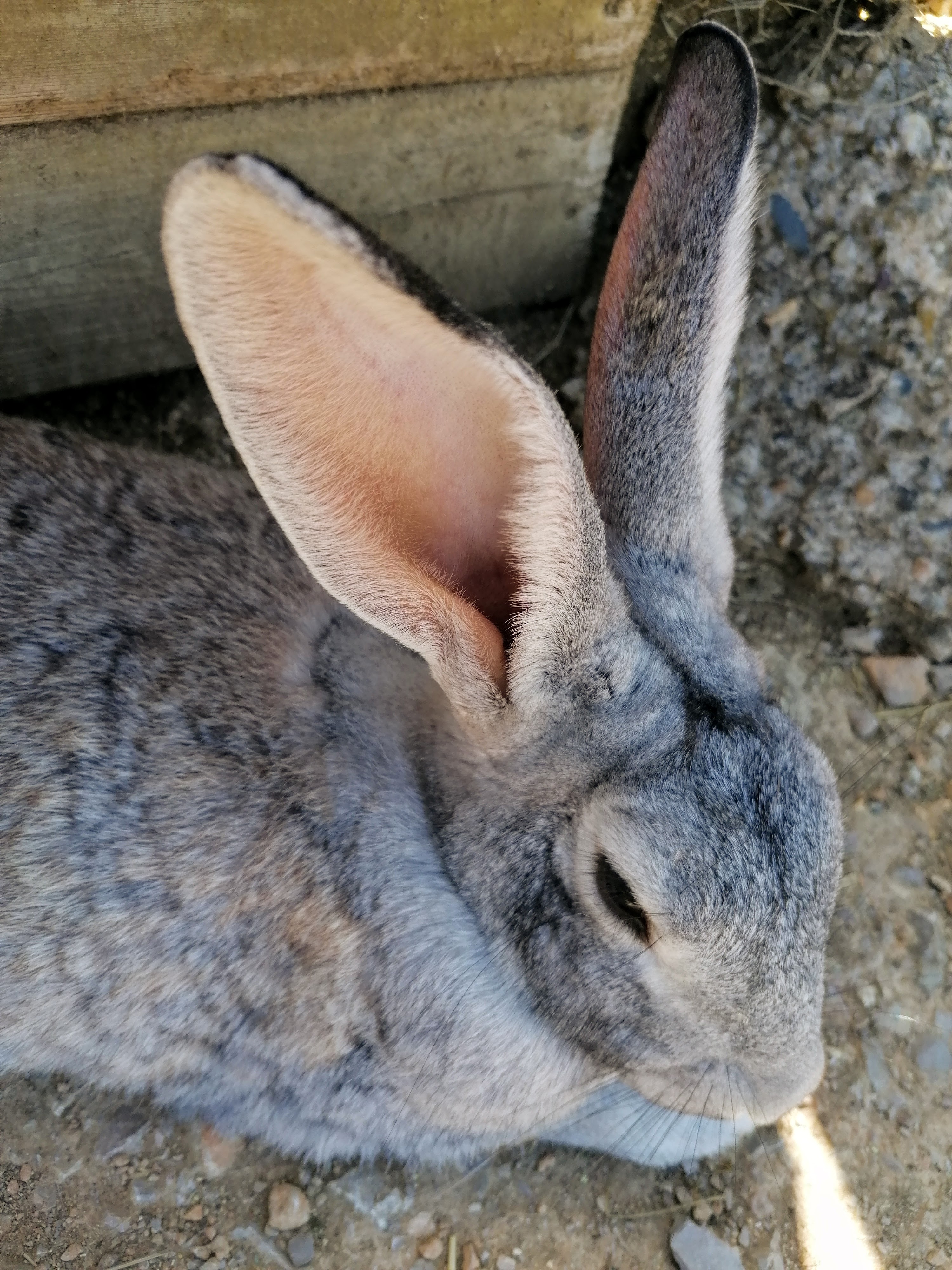 Cherchons repreneur pour un parc animalier sur le thème de l'Australie. Le parc reçoit 7000 visiteurs en moyenne par an avec une évolution constante du chiffre d'affaire. Le projet peut être repris tel quel ou aménagé pour du logement insolite. Le lieu dispose d'une surface de 4 ha entièrement clôturé, normes ERP, bâtiment d'accueil, snack et sanitaires, bâtiments de fonctions, aire de jeux, trampoline et bac à sable paléontologique, maison d'habitation récente de 140 m² avec piscine. Nous ne traiterons que les demandes sérieuses avec un capital d'investissement individuel conséquent.