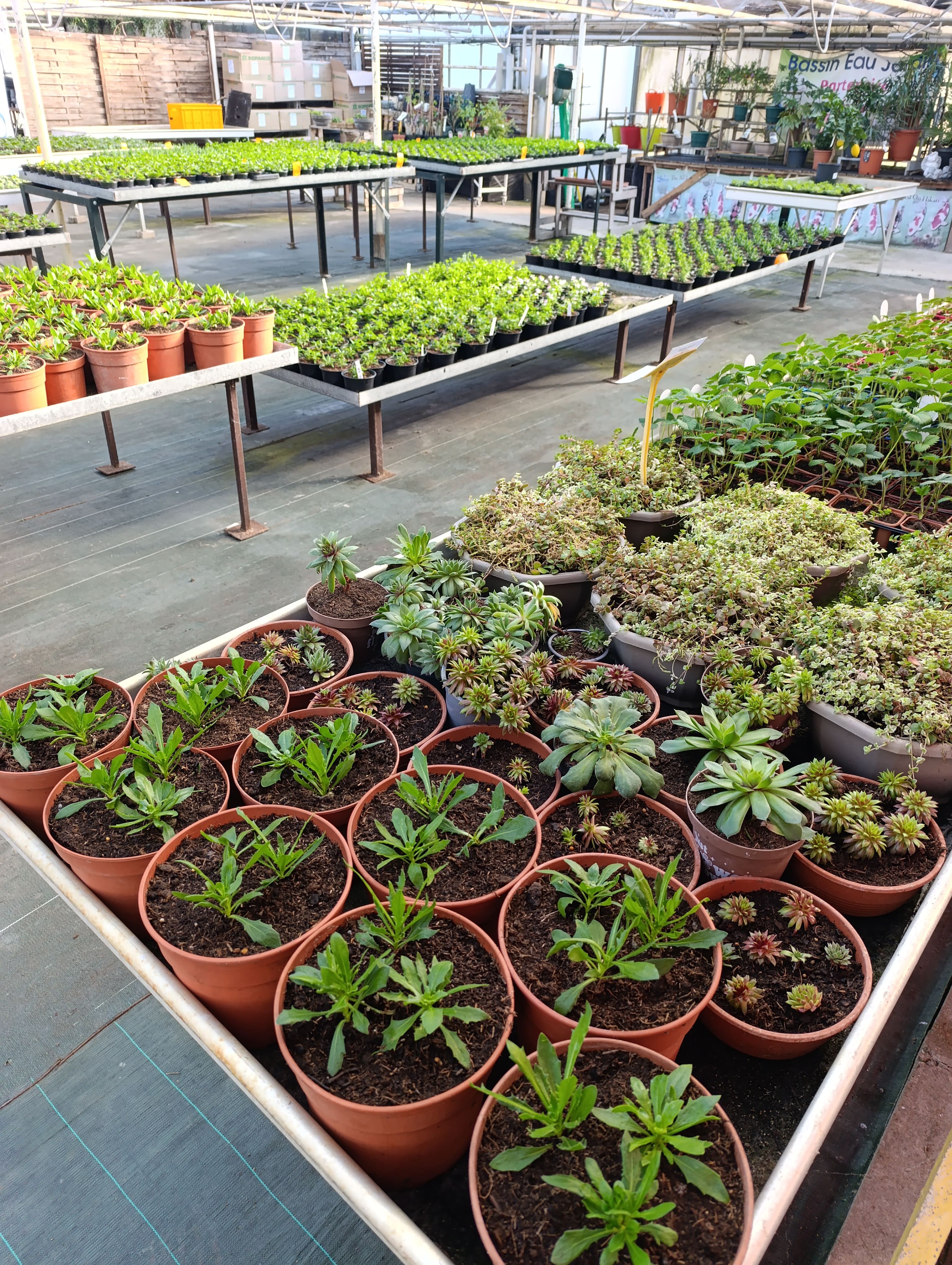 Jardinerie spécialisée