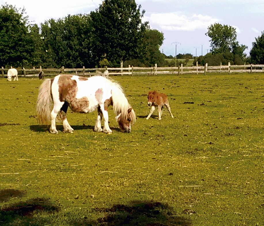Belle propriété AGRICOLE et COMMERCIALE

Nous recherchons repreneur, motivé, dynamique, amoureux de la nature et des animaux dans un cadre exceptionnel.

Terres agricoles : 5 hectares +2 hectares bois et futaies + 1 hectare marécage et 3 hectares de bois douglas avec 2 bâtiments 84 m² et 125 m² à rénover totalement.
Fond de commerce : Parc Animalier 26 années d'expérience, très bien situé, le prix comprend le cheptel des animaux, les véhicule, le bar licence 4 et la clientèle existante (Ecoles, Centre de loisirs, Associations diverses, Particuliers et Vacanciers).

PRIX TOTAL : 250 000 € 
( 100 000 € LES TERRES + 150 000 € LE FOND DE COMMERCE)