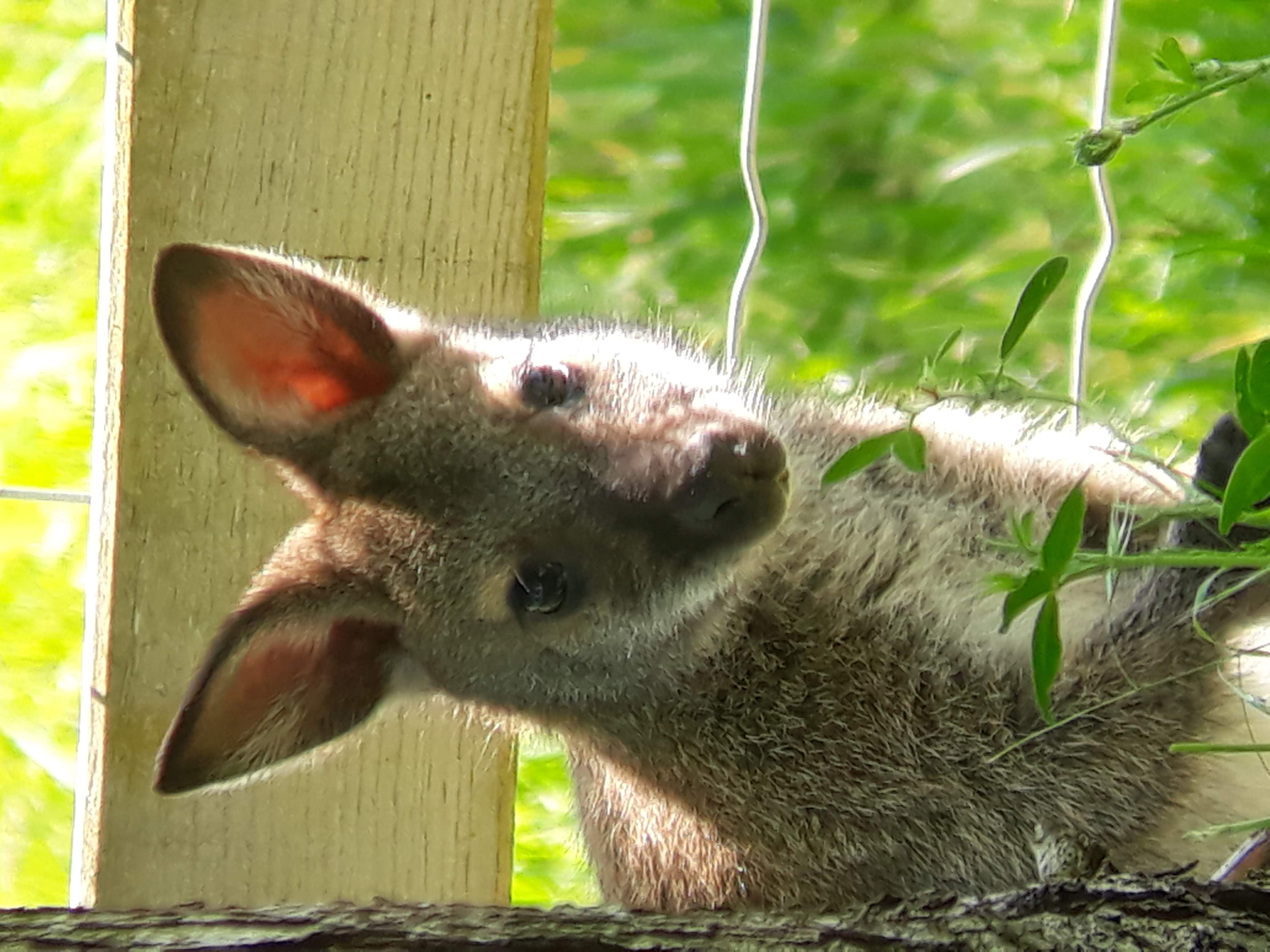 Cherchons repreneur pour un parc animalier sur le thème de l'Australie. Le parc reçoit 7000 visiteurs en moyenne par an avec une évolution constante du chiffre d'affaire. Le projet peut être repris tel quel ou aménagé pour du logement insolite. Le lieu dispose d'une surface de 4 ha entièrement clôturé, normes ERP, bâtiment d'accueil, snack et sanitaires, bâtiments de fonctions, aire de jeux, trampoline et bac à sable paléontologique, maison d'habitation récente de 140 m² avec piscine. Nous ne traiterons que les demandes sérieuses avec un capital d'investissement individuel conséquent.