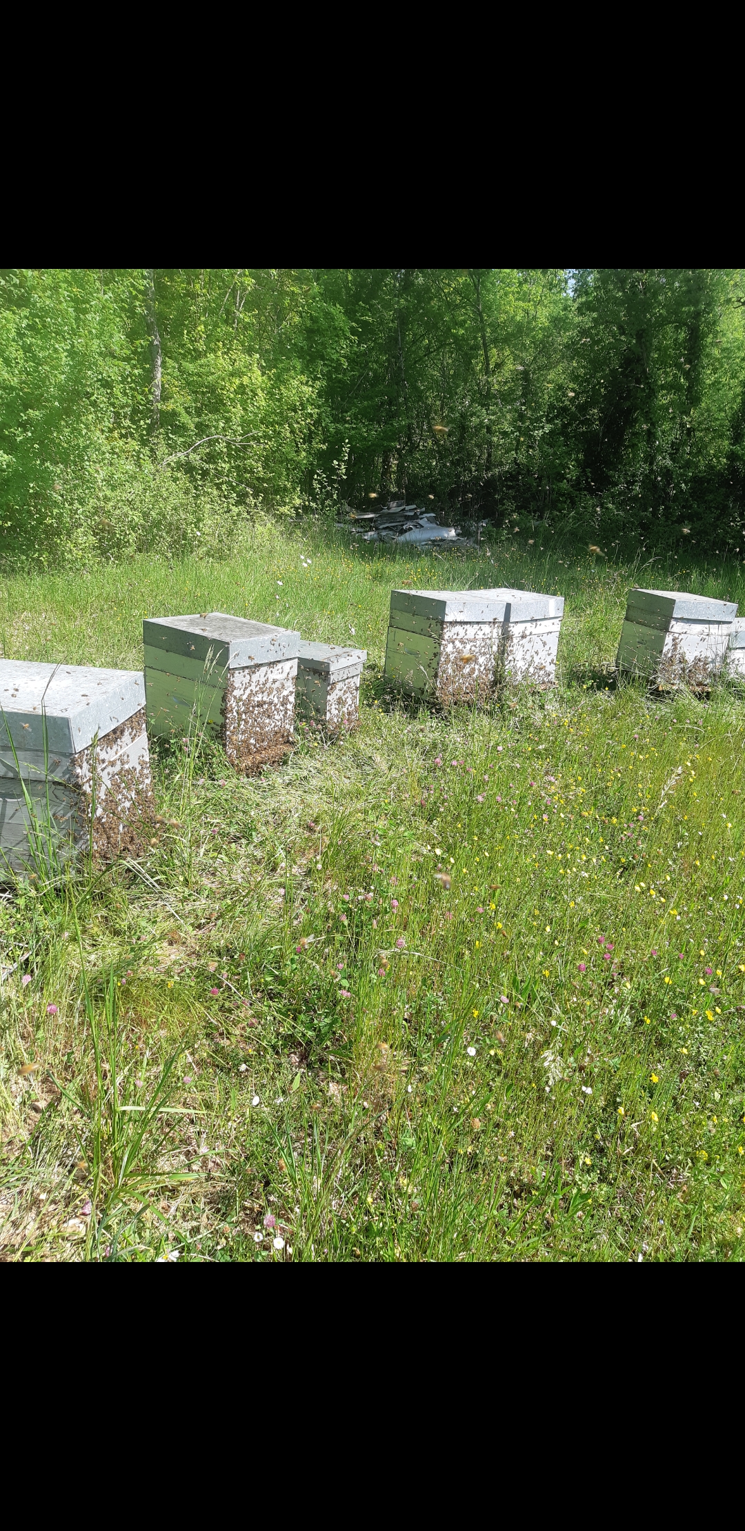 Cause retraite vend exploitation apicole 300 ruches en production sur palettes avec hausses fermetures nourrisseurs trappes à pollen également tout matériel : deux extracteurs machine désoperculée séchoir à pollen fondoir machine à mettre en pot brouette électrique maturateur pompe  à mie lélévateur etc...
Grand Master camion plateau micro tracteur avec fourche emplacement et matériel de marché bâtiment d'exploitation 190 m2 comprenant laboratoire local de stock chambre chaude étuve magasin wc clientèle sur terrain environ 2000 mètres carrés possibilité accompagnement 220000€
 Possibilité  pavillon d'habitation très bien isolé en bon état F4 91 m² sur sous-sol semi-entérée de 100 m2 et un double garage 
 pour plus de photos ou de renseignements téléphonez-moi