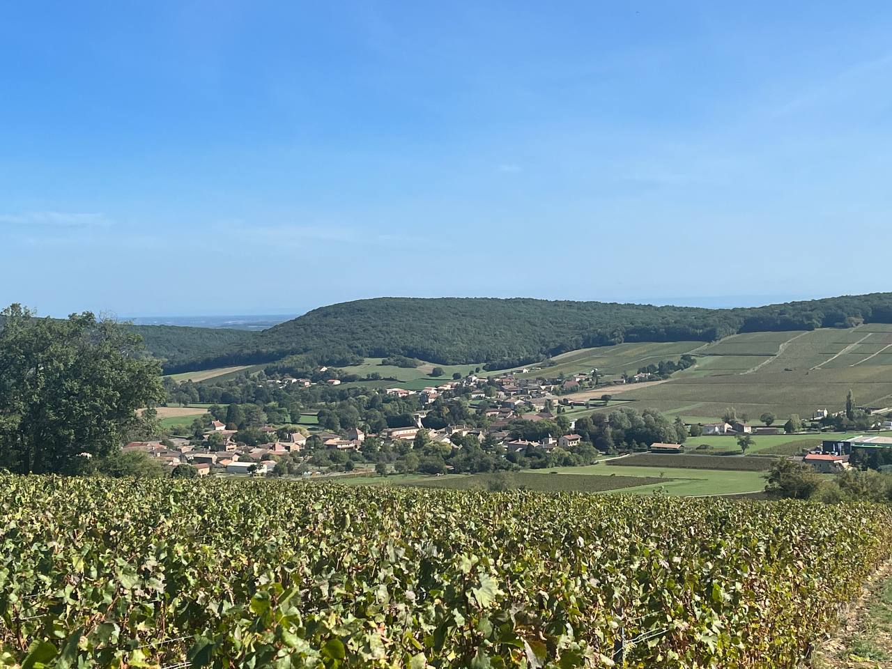 Vends fond de commerce alimentaire. 
150m² A Verzé (71), Bourgogne. 10km de Mâcon. 
Situé dans un petit village entouré de vignes et à coté de la Cave.
Nous sommes une épicerie Multiservices indépendante sous enseigne nationale  avec un engagement d'un an. Je m'approvisionne où je veux. Bail commercial avec la Mairie 487€TTC.

Equipé en système de télésurveillance et vidéosurveillance. Vitres et menuiseries blindées. 

En plus des rayons de produits épicerie générale, nous disposons d'une banque froid avec produits traiteurs, charcuteries et fromages.
Nous faisons relais poste colissimo, dépôt de pain, presse et nous sommes aussi revendeur des vins de la Cave des Terres Secrètes à Prissé(Cave de l'année 2021). 

L'épicerie propose un petit coin bar et est titulaire de la licence IV. Possibilité de faire une terrasse à l'arrière du bâtiment, et de développer le bar. D'autant que nous sommes les seuls du village à proposer ce service 6j/7.  

Nous sommes souvent sollicités par les associations du village ainsi que la Mairie qui nous fait travailler pour toutes les manifestations (casses croutes, plateaux charcuterie, boissons, vin d'honneur, réceptions). Nous sommes situés sur un axe très passant vers les "villages dortoir" et aussi très touristique (Abbaye de Cluny, Taizé, Roche de Solutré, château de Berzé le Chatel, Pouilly Fuissé).

Notre clientèle est fidèle et sympa. L'ambiance est conviviale. Il y a toujours eu une épicerie (voir 2 ou 3) dans le village, Les habitants de Verzé et villages alentour sont habitués à venir tous les jours. 
Nous livrons aussi les personnes âgées lorsqu'elles en ont besoin. Ce service est indispensable à la vie de la commune et est le lieu où l'on se retrouve. 

J'ai décidé de vendre pour cause de nouvelle vie. A 34ans, je n'ai pas encore tout vu.