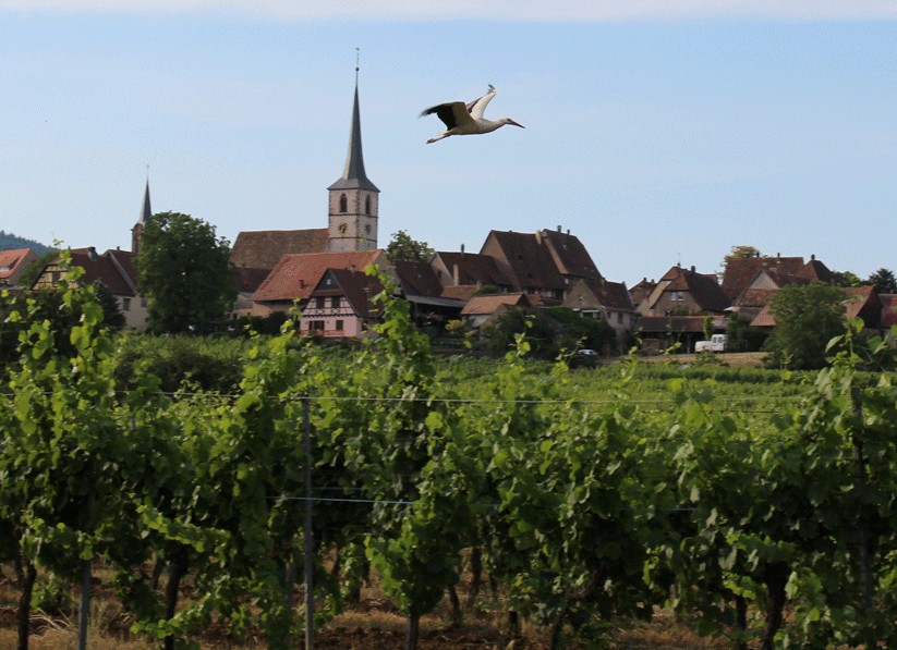 Parmi les plus beaux villages de France situé au cœur des vignobles Alsaciens, un joli fonds de commerce vivant toute l’année au rythme du village propose en multiservice les services suivants :
Tabac, Presse, Loto, Epicerie, Dépôt de Pain, Viennoiserie, Pâtisserie, Boissons fraiches, café, Glaces, Paiement en ligne (Timbres fiscaux pour document officiel, service carte grise, EDF, Eau, Service Nirio etc …) ainsi que Dépôt et enlèvement colis.
Notre clientèle : Notre Village de + de 650 habitants authentique et vrai, nous soutienne par leur présence et leur fidélité ainsi qu’également les villages aux alentours en n’oubliant pas nos vignerons.
Que ce soit en sécurité, en climatisation, en équipement de froid, toutes nos gondoles proposent nos produits locaux qui sont mis en évidence et à disposition de notre clientèle.
Aux fils des années empruntant le GR5 pour ne pas oublier nos amis (e) marcheurs, randonneurs et vélo-tourismes qui traversent Mittelbergheim, tout en n’hésitant pas à se désaltérer sur notre petite terrasse située au centre du village..