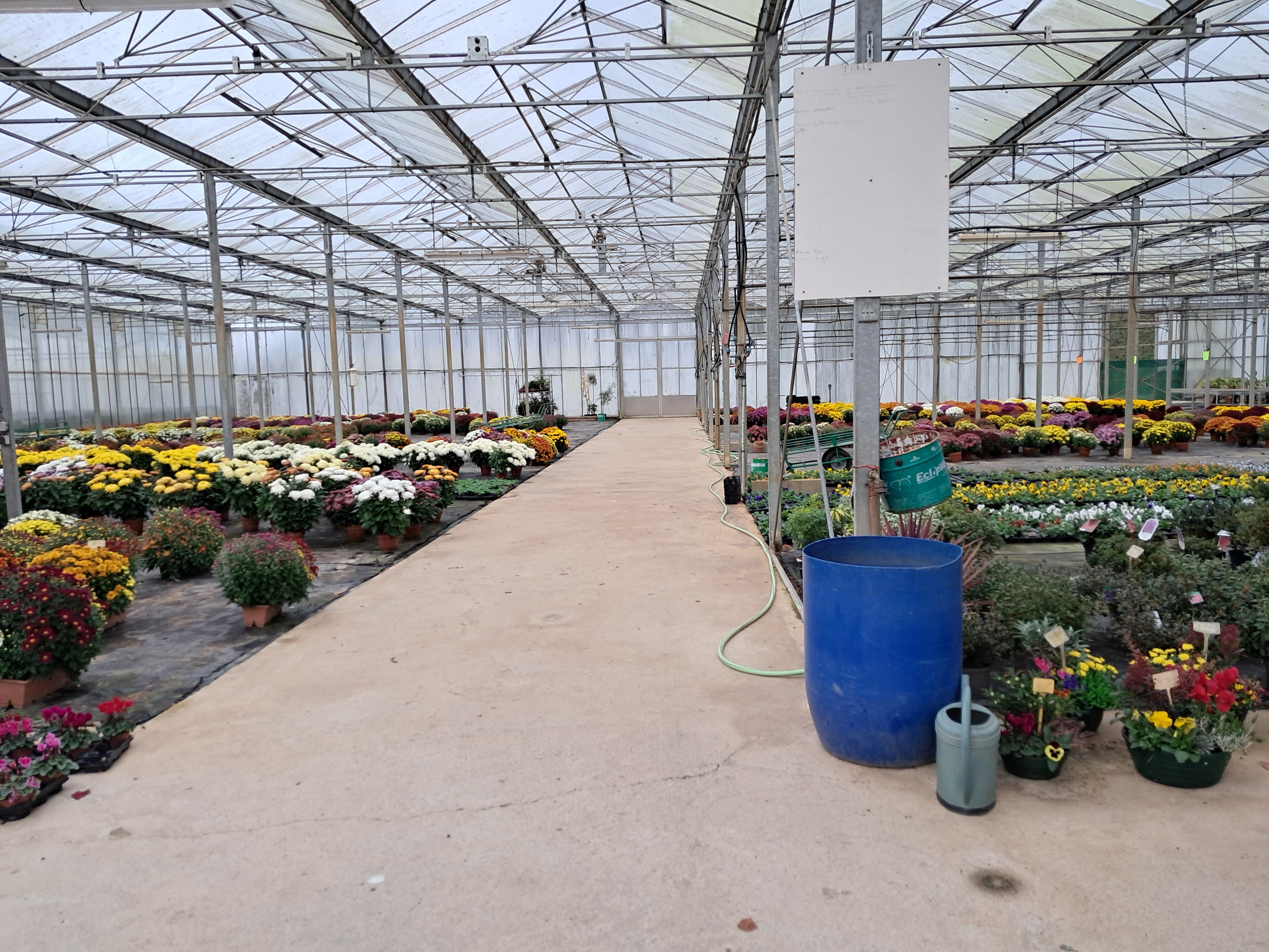 Exploitation horticole à vendre avec emplacement facile d'accès, un cadre agréable, en vente directe, outil qui peut s'adapter à d'autres productions. 

Localisation : département de la Manche, proche de Mortain-Bocage.

Exploitation :
- Type d'installation : individuelle
- Mode de cession : tout en vente
- Activité : culture sous serres et tunnels, pépinières, horticulture,  maraichage
- SAU : 3,00 ha
- Logement repreneur : logement à trouver

Foncier : exploitation horticole serre de 2 400 m2 en verre de 1999 et 2006 : 
- ouverture automatique selon une température définie
- arrosage automatique
- chauffage avec 3 chaudières fuel
- couloir bétonné 
- bâtiment fonctionnel, en bon état
- avec magasin
- bureau
- grande cour bitumée
- parc matériel (camion, tracteur, broyeur, caisse, pulvérisateur, remorque horticulteur)

Pour plus de détails, vous pouvez nous contacter au numéro affiché.