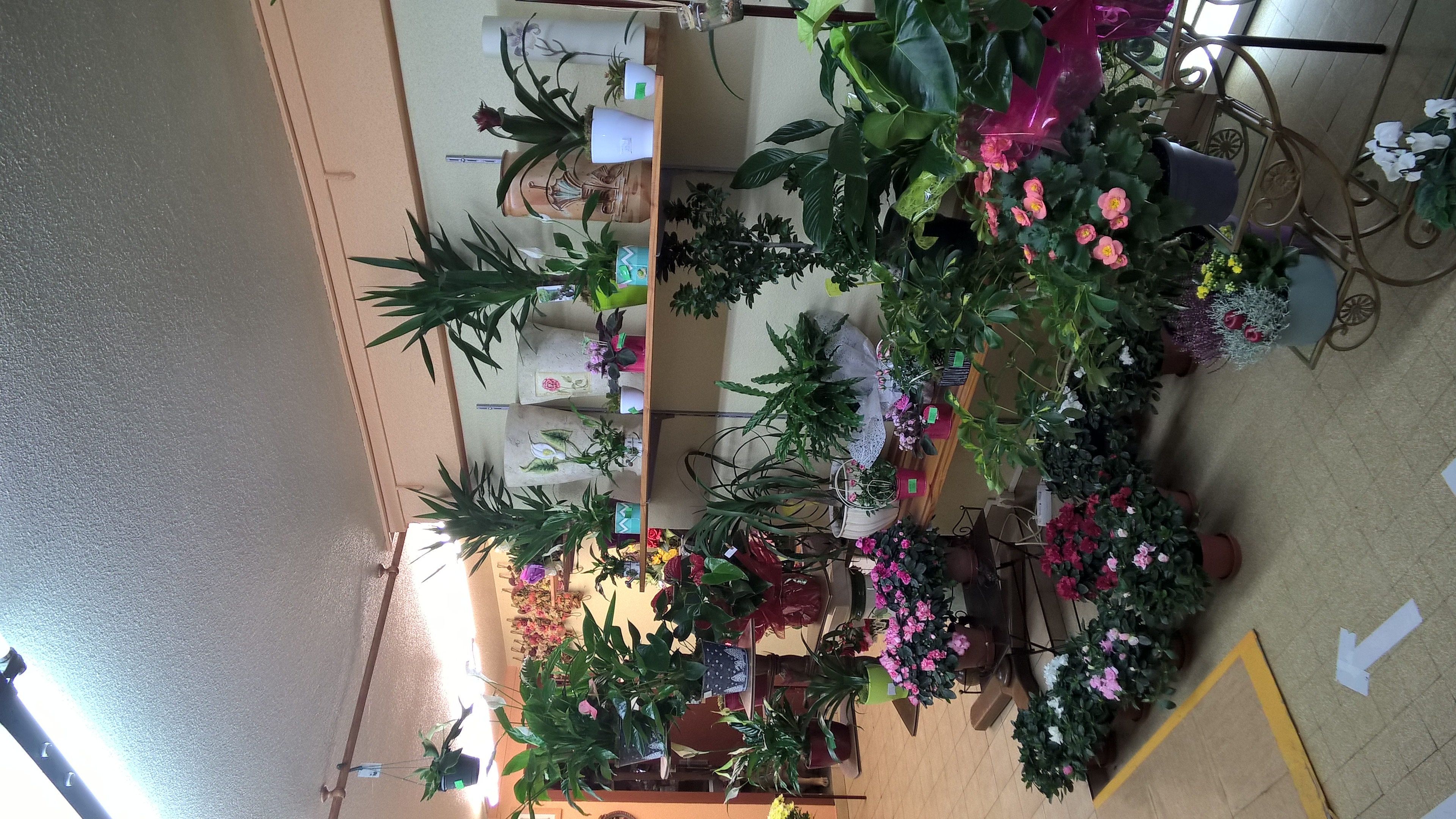 Vends fond de commerce "fleuriste" à Moirans en montagne jura  45000 EURO
Emplacement idéal car en plein centre ville dans rue commerçante avec parking
publique tout autour.
Tenu depuis 29 ans cède pour cause de départ en retraite.
Magasin comprenant:
Surface de vente 60 m2 avec tout le mobilier. Agencement fonctionnel.
Atelier de 30 m2 comprenant un coin bureau, toilette séparé et évier , cumulus et
placard mural.
Reserve de 6 m2 avec chambre froide . Indispensable l 'été.
2 Vitrines
Loyer de 590 euro par mois.
Clientèle fidèle
Possibilité de développer le CA