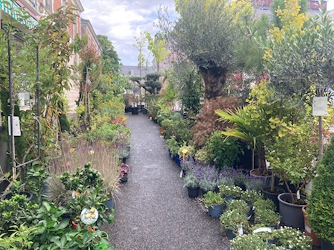 Vend pour cause de retraite une jardinerie, graineterie, fleurs coupées, outillage, alimentation animale. Le végétal est un atout majeur de cette structure, située au coeur du centre ville.
Bail tout commerce.
Etablissement de 300 m2, avec un bureau, des réserves et une grange pour stocker les terreaux et le Noël. Les végétaux sont exposés sur une partie de la voie publique.
Facilité de parking avec la place municipale en face du magasin.
Ideal pour un couple. Potentiel de développement : site internet et réseaux sociaux.
Matériel : camion, fenwick, rolls.
Effectif : 2 salariés en plus du gérant
Prix de vente : 200 000€