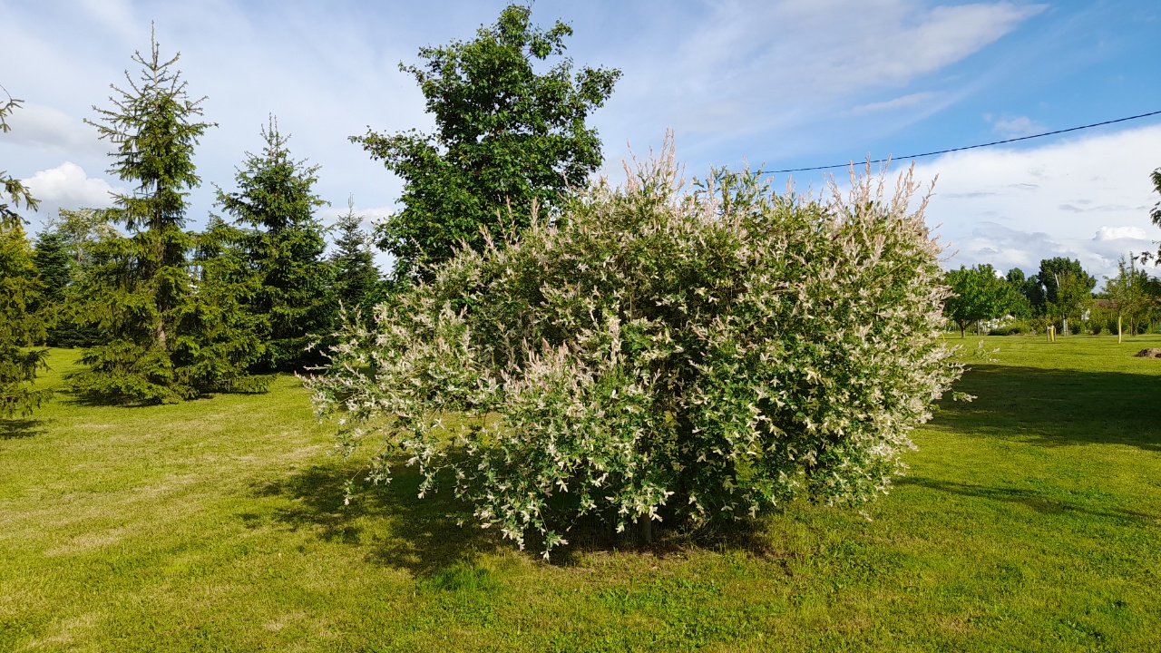 Située à proximité du charmant village classé de Charroux, cette propriété commerciale dispose d'une licence IV et s'étend sur plus de 3 500 m² de terrain entièrement clos, aménagé et fleuri.

 Le bien comprend :
•	Bâtiment principal de 200 m² sur deux étages avec sous-sol, composé de :
      o	RDC : 3 salles, grande cuisine, local privé, terrasse ombragée 70 m²
      o	Étage : 8 chambres, dont 2 communicantes et 1 suite. Toutes équipées de sanitaires privés.
      o	Sécurité : 11 portes coupe-feu à l'étage, SSI (système de sécurité incendie) sur l’ensemble du bâtiment
•	Annexe :
      o	Maisonnette de 50 m² sur deux niveaux
      o	6 garages individuels fermés
      o	Un hangar ouvert pour 5 places

Informations complémentaires :
•	Ensemble entièrement rénové entre 2012 et 2020 et meublé
•	Idéal pour un projet de gîte, chambres d’hôtes, table d’hôtes, ou arrêt de camping-car

Extension possible : une parcelle attenante de deux hectares est aménagée en parc paysager, avec :
•	Plus de 200 arbres plantés (principalement fruitiers et ornementaux)
•	Une bassine de 80 m³
•	Un petit bois