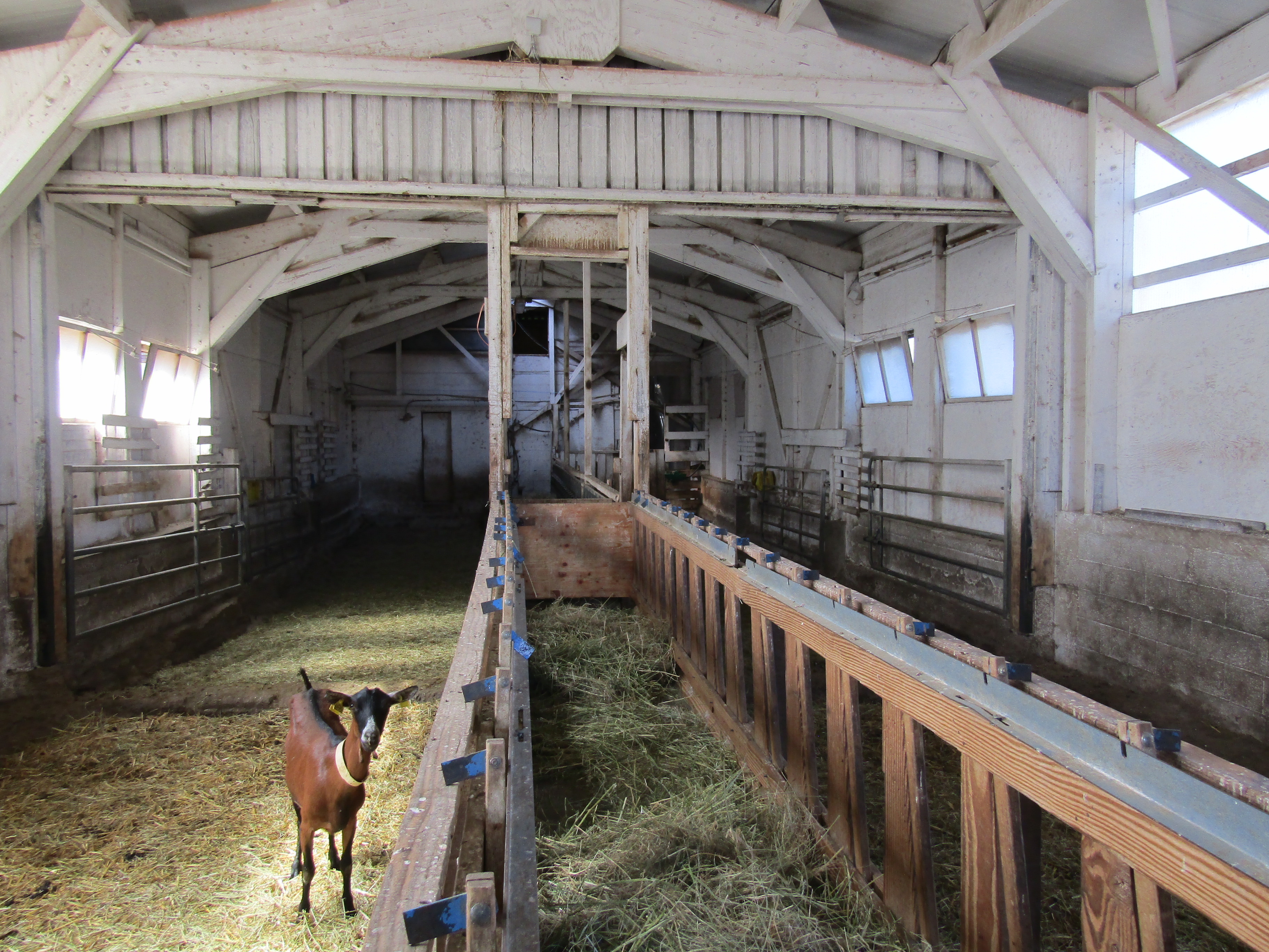 Caprin fromager - Cherche associe(e) pour rejoindre le GAEC (annonce L0499)