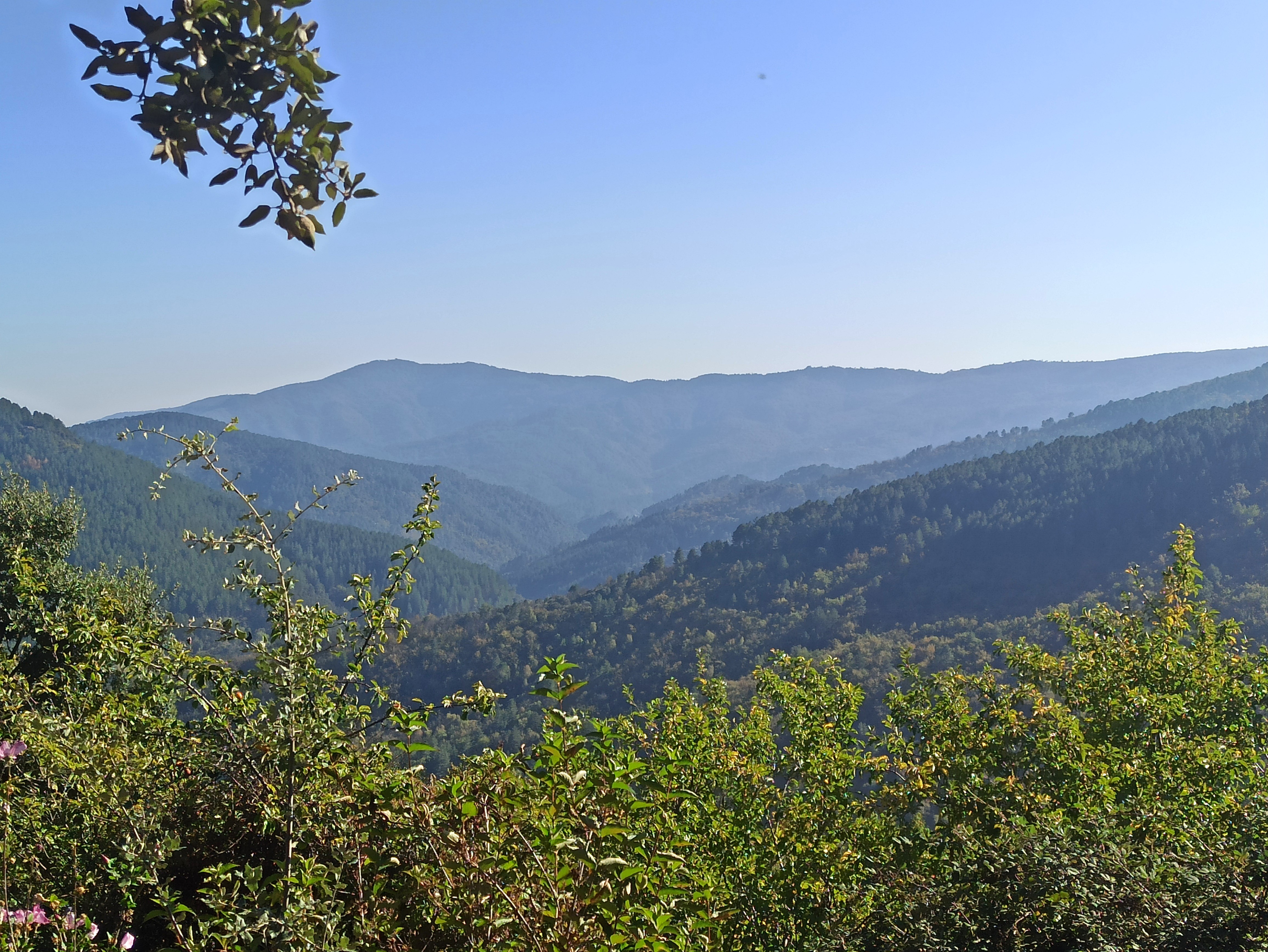 Dans les Cévennes, nous trouvons à l’intérieur d’un hameau en sommet d’un versant exposé plein sud, une cabane perchée, nichée dans un châtaignier et un chêne vert centenaire. Et sur la crête, au-dessus de ce hameau, un dôme en bois. Ses grandes fenêtres, donnent le jour une vue imprenable sur les Vallées et la nuit offre un spectacle étoilé. 
La cabane perchée de 20m², construite en 2010, permet d’accueillir deux adultes + (1 adulte ou 2 enfants). La salle d’eau (WC et douche) est à l’intérieur.
Construit en 2015, le dôme de 15 m², peut accueillir deux adultes, les sanitaires sont à l’extérieur (toilette sèche et douche solaire).
Les clients de ces deux logements insolites se réunissent autour du repas, le soir sur la terrasse du mas, ils partagent un moment convivial avec les hôtes des deux chambres d’hôtes. 
Situées au sein d’une grande bâtisse, les chambres d’hôtes de 32 et 25m², distribuées autour de la cour intérieure, peuvent accueillir chacune deux adultes et deux enfants, elles disposent de salles de bain et de WC privés indépendants. Elles ont des accès directs sur l’extérieur.
Ce mas cévenol, datant de 1807, en pierre de schiste des Cévennes comprend une habitation principale de 110 m². Elle est composée d’une pièce à vivre avec cheminée, une cuisine ouverte, une salle de bain et Wc, sur 45m². 
Les escaliers en pierres, nous mènent dans une grande pièce à vivre de 48 m² (aménagée en chambre et en bureau) et attenante une chambre de 17 m². La toiture et l’isolation ont été refaite en 2021.
La bâtisse dispose d’une buanderie qui a été récemment aménagée, un cellier, une cave voûtée, une entrée, un Wc indépendant et une pièce de 37m² reste à aménager
Au rez-de-chaussée une entrée/salle de billard conduit soit à la cour intérieure, soit vers les 2 caves dont une est voûtée (17, 15 et 20m²).
Devant le mas une ancienne étable de 32m² comprenant elle aussi une cave voûtée de 14m² est ouverte à vos projets….
La citerne de récupération des eaux de pluie en toiture et le four à pain en pierre datent de la construction du mas.
Le terrain en terrasses de pierres sèches, arboré de plus de 5 000m² est composé d’arbres fruitiers et d’un potager entretenu. Ces fruits et légumes permettent de concocter de savoureux plats proposés lors de la table d’hôtes, et permettent de servir des petits-déjeuners vitaminés, sur la terrasse ombragée, avec une vue exceptionnelle sur les Vallées.
Le parking privé de 10 places, permet de recevoir les clients véhiculés. Le mas, ouvert d’avril à octobre, accueille principalement des familles, des amoureux des Cévennes et des randonneurs, cyclistes et des personnes en recherche de calme propice à de nombreuses activités.
Les Cévennes lozériennes sont réputées pour leurs grands châtaigniers, pour leurs routes étroites et sinueuses, pour leur tranquillité…. Eloignés de la ville et du bruit, les clients apprécient le calme et la douceur de ce lieu.
Référence : L0460