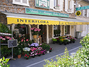 le chardon fleuriste
