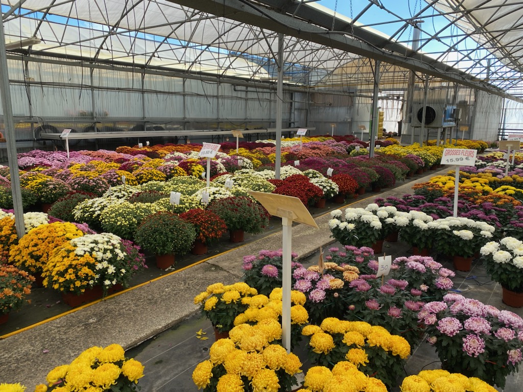 Idéalement situé dans la Haute-Vienne (87), dans une ville avec tous commerces, ce site de production horticole comprend une boutique avec vente directe de sa production.
La production est également commercialisée auprès d’autres revendeurs.
Production de plantes à massifs, de plantes fleuries (chrysanthèmes, bi-annuelles), de plants de légumes, de compositions florales. Achat/Revente terreau, poteries, engrais, articles de jardin, plantes intérieures, décorations...
Foncier : sur env. 2ha dont 9 000 m² couverts
Bâtiments :
- 6990 m² de serres dont 1503 m² serre verre, 1440 m² simple paroi et 4 047 m² en double-paroi.
- 1 360 m² de tunnel
- 445.8 m² de magasin et bureau
- 367 m² de hangar de stockage bardé sur 4 faces.
Forage de 8m3/heure
Cession de l’ensemble des équipements et matériels d'horticulture dont : voiture fourgonnette, camion 3T5 monté sur caisse, rempoteuse, transmotteuse, traiteuse, chariot élévateur, système irrigation…
Emploi : Présence de 6,5 salariés permanents à conserver.
Prix : 600 000 € hors frais (+ stocks)
Le prix est établi en fonction de la capacité d'auto-financement de l'entreprise. Le chiffre d’affaires de croisière est de 1 000 000 € (dont 650 000 € de vente sur le site et 350 000 € de vente en gros).
Tous services, écoles et commerces de proximité à moins de 1 km du site.
NB : le site ne comprend pas de maison d’habitation, mais plusieurs maisons sont en vente dans la ville.
Offre détaillée avec prix et visite sur demande.
Contacts : Olivier VIVIER ou Aurélie BRUNET
SARL O. VIVIER Conseil & Patrimoine