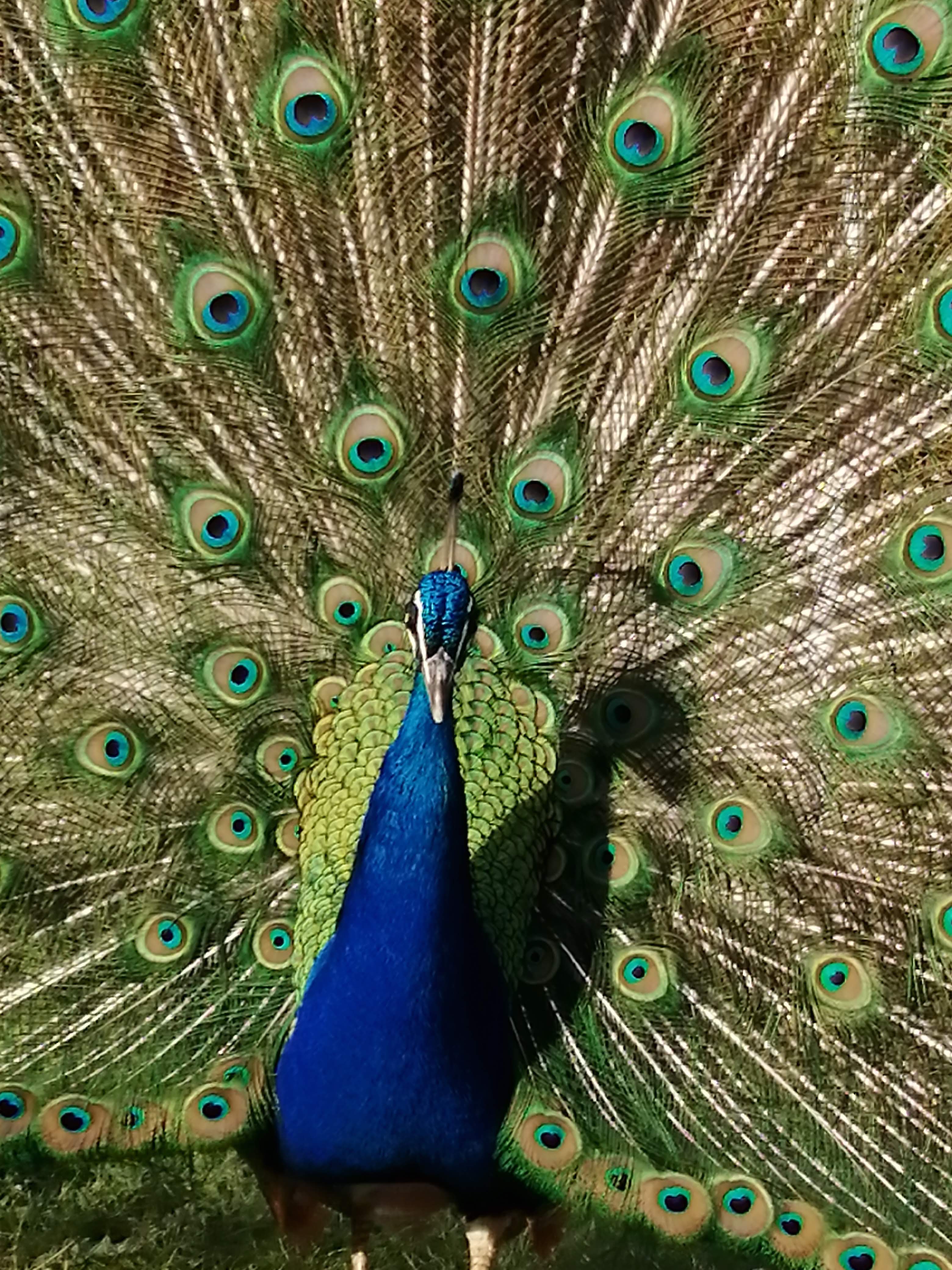 Cherchons repreneur pour un parc animalier sur le thème de l'Australie. Le parc reçoit 7000 visiteurs en moyenne par an avec une évolution constante du chiffre d'affaire. Le projet peut être repris tel quel ou aménagé pour du logement insolite. Le lieu dispose d'une surface de 4 ha entièrement clôturé, normes ERP, bâtiment d'accueil, snack et sanitaires, bâtiments de fonctions, aire de jeux, trampoline et bac à sable paléontologique, maison d'habitation récente de 140 m² avec piscine. Nous ne traiterons que les demandes sérieuses avec un capital d'investissement individuel conséquent.