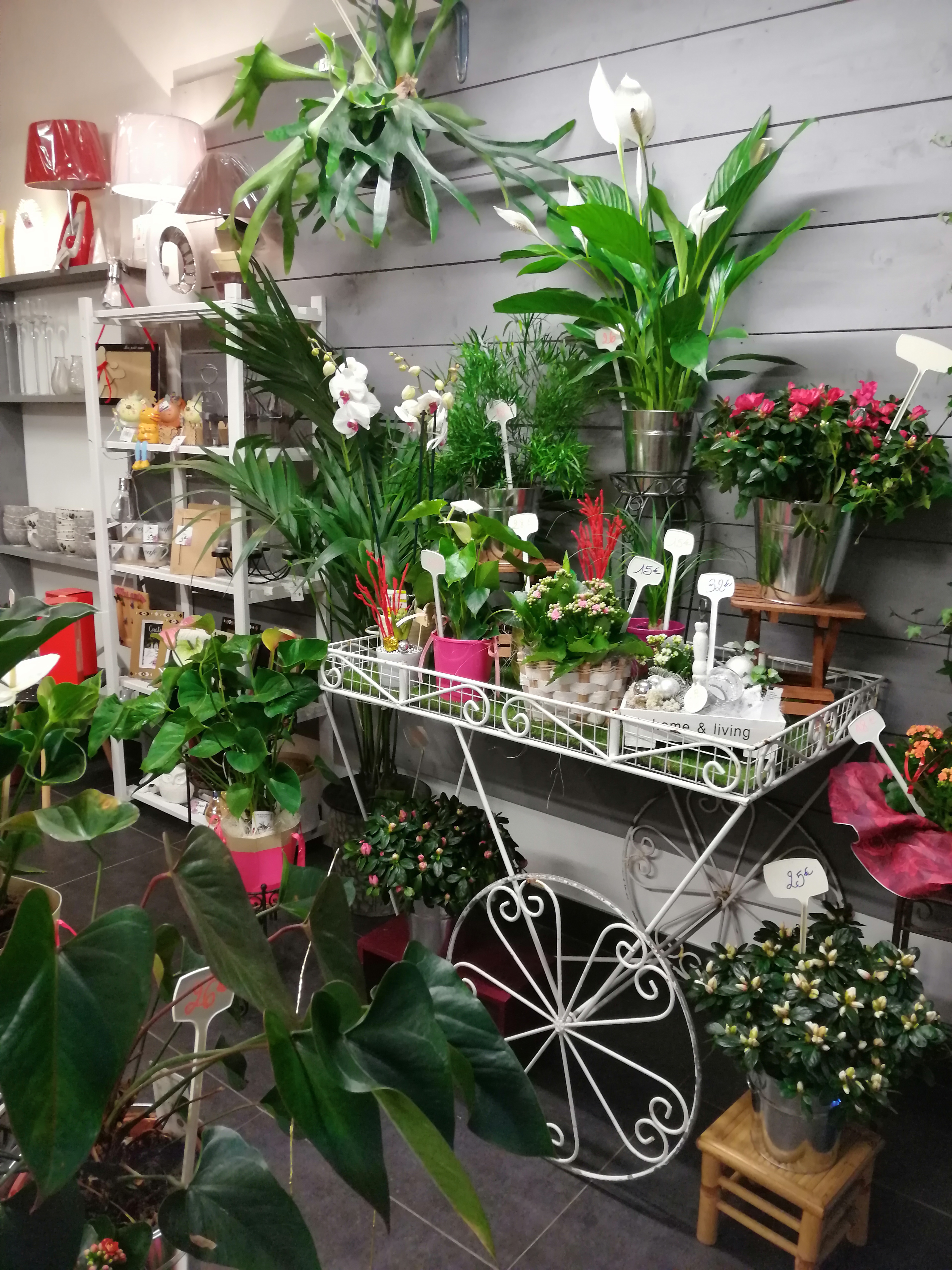 Dans l'objectif d'une reconversion professionnelle, je mets en vente ma boutique de fleurs-déco-cadeaux.
Le magasin est sans concurrence, idéalement placé sur un axe passager, entouré de nombreux commerces dont une boulangerie juste à côté, dans une commune dynamique de 1300 habitants. Arrière boutique de 20m2, pas de travaux à prévoir.
Affaire vendue avec tout le matériel, le mobilier et le stock en cours au moment de la vente.
Bon C.A à continuer de développer notamment en adhérant à un réseau de transmission florale, en étant présent sur les réseaux sociaux, en créant un site internet, etc...
La boutique n'attend plus que vous, votre savoir-faire et votre motivation.
Le 1er contact se fera par mail (plus aisé pour moi que de vous répondre entre 2 clients)