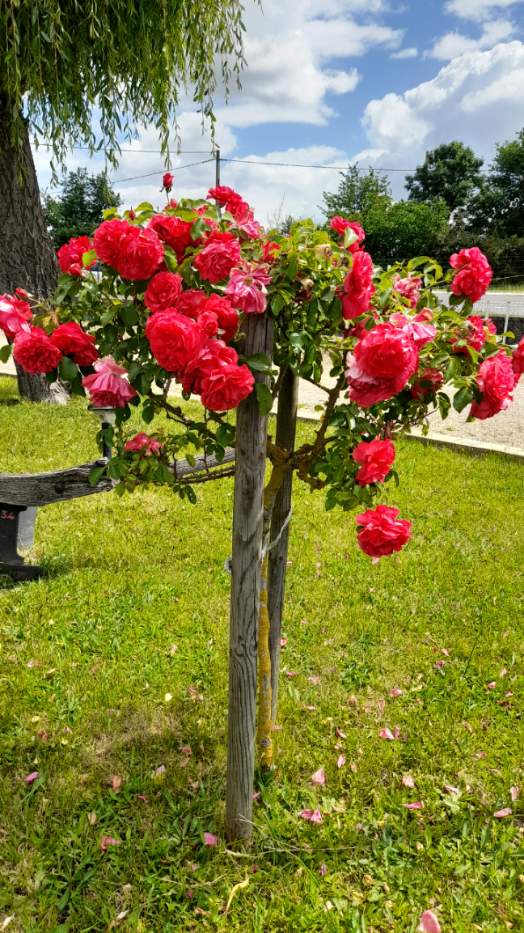 Située à proximité du charmant village classé de Charroux, cette propriété commerciale dispose d'une licence IV et s'étend sur plus de 3 500 m² de terrain entièrement clos, aménagé et fleuri.

 Le bien comprend :
•	Bâtiment principal de 200 m² sur deux étages avec sous-sol, composé de :
      o	RDC : 3 salles, grande cuisine, local privé, terrasse ombragée 70 m²
      o	Étage : 8 chambres, dont 2 communicantes et 1 suite. Toutes équipées de sanitaires privés.
      o	Sécurité : 11 portes coupe-feu à l'étage, SSI (système de sécurité incendie) sur l’ensemble du bâtiment
•	Annexe :
      o	Maisonnette de 50 m² sur deux niveaux
      o	6 garages individuels fermés
      o	Un hangar ouvert pour 5 places

Informations complémentaires :
•	Ensemble entièrement rénové entre 2012 et 2020 et meublé
•	Idéal pour un projet de gîte, chambres d’hôtes, table d’hôtes, ou arrêt de camping-car

Extension possible : une parcelle attenante de deux hectares est aménagée en parc paysager, avec :
•	Plus de 200 arbres plantés (principalement fruitiers et ornementaux)
•	Une bassine de 80 m³
•	Un petit bois