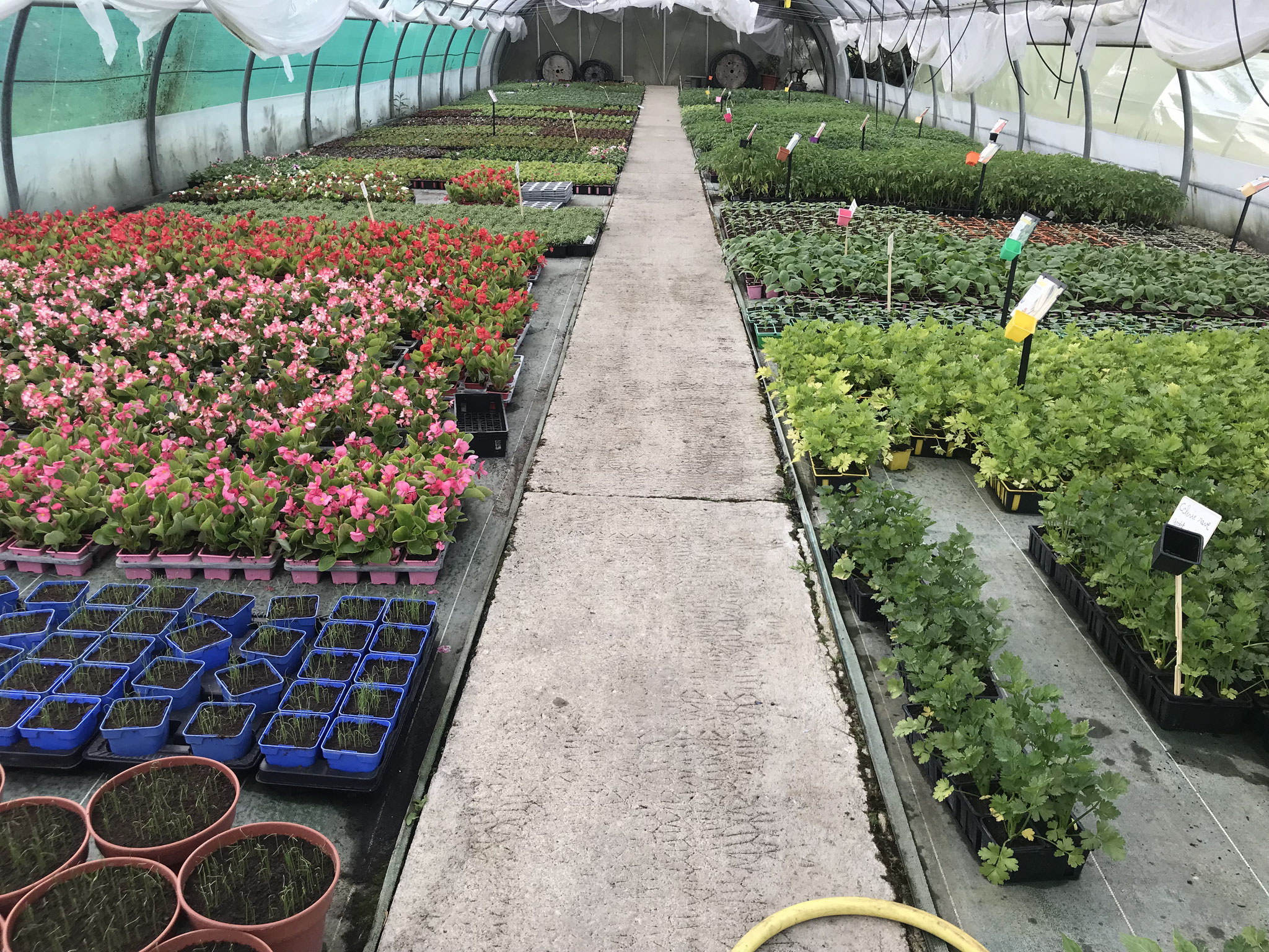 commerce horticole de plus de 30 ans d'activité, idéalement situé sur Châteauroux dans l'Indre 36 !
 Serres horticoles composées de plusieurs tunnels sur une surface totale de 12 529 m2 , plantes intérieurs et extérieurs, fleurs coupées, art floral, deuil , mariage , évènement, pépinière....
L'entreprise dispose d'une machine a rempotée, une chambre froide , 1 serre en verre , 4 tunnels , un puit, un forage, tablette de culture chauffante , chaudière fioul pour chauffer la serre en verre , un grand parking gratuit et facile d'accès un gros avantage pour le secteur !
commerce toujours en activité avec une bonne clientèles 
Production de plants maraichers et de plants à massifs également au Printemps
Plein de possibilité s'offre a vous , diversification , maraichage, paysagisme ....

Si vous aimer la nature, le contact client cette entreprise familiale et faite pour vous ! 

n'hésitez pas a me contacter pour plus d'informations , je vends mon commerce car il est tant pour moi de laisser la place à la jeunesse et de partir en retraite ...