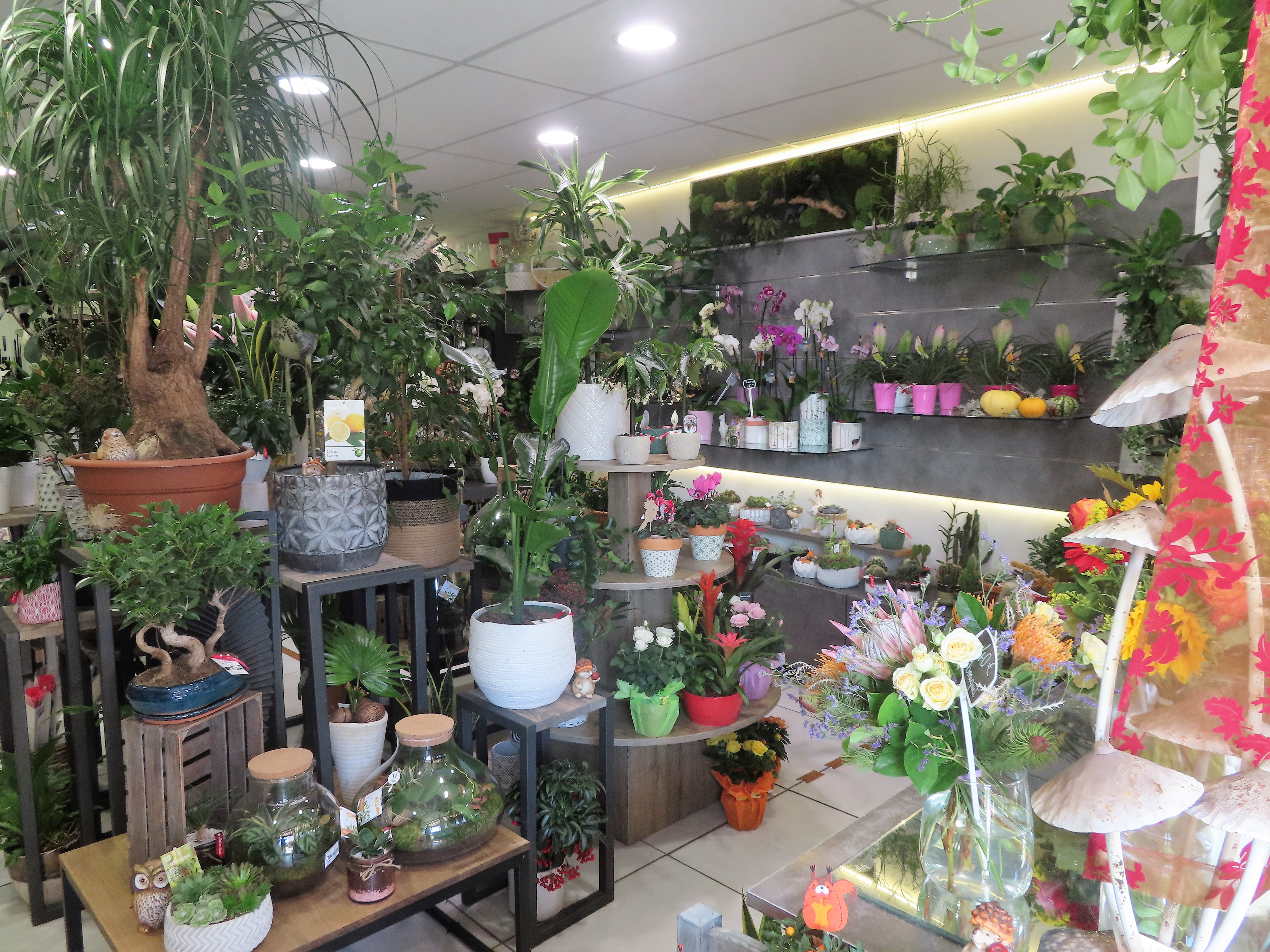 A céder, boutique fleuriste située au cœur d’un village Étape de Lozère, desservi par l’autoroute A75 reliant Clermont-Ferrand à Montpellier. Emplacement privilégié en centre-bourg avec stationnement à proximité. 
 
L’entreprise propose des fleurs coupées, plantes d’intérieur et d’extérieur, accessoires décoratifs et articles funéraires. Elle assure un service de livraison de fleurs et organise des ateliers d’art floral auprès de particuliers. Clientèle fidélisée de particuliers et d’entreprises.
L’entreprise est également adhérente Interflora.
 
Le local dispose d’une surface totale de 80 m² composée d’un atelier de préparation et d’un espace de vente avec chambre climatique (60 m²) et réserve (20m²).
Reprise idéale pour une personne seule (avec renfort ponctuel selon les périodes de l’année). Activité dotée d’un potentiel de développement.
