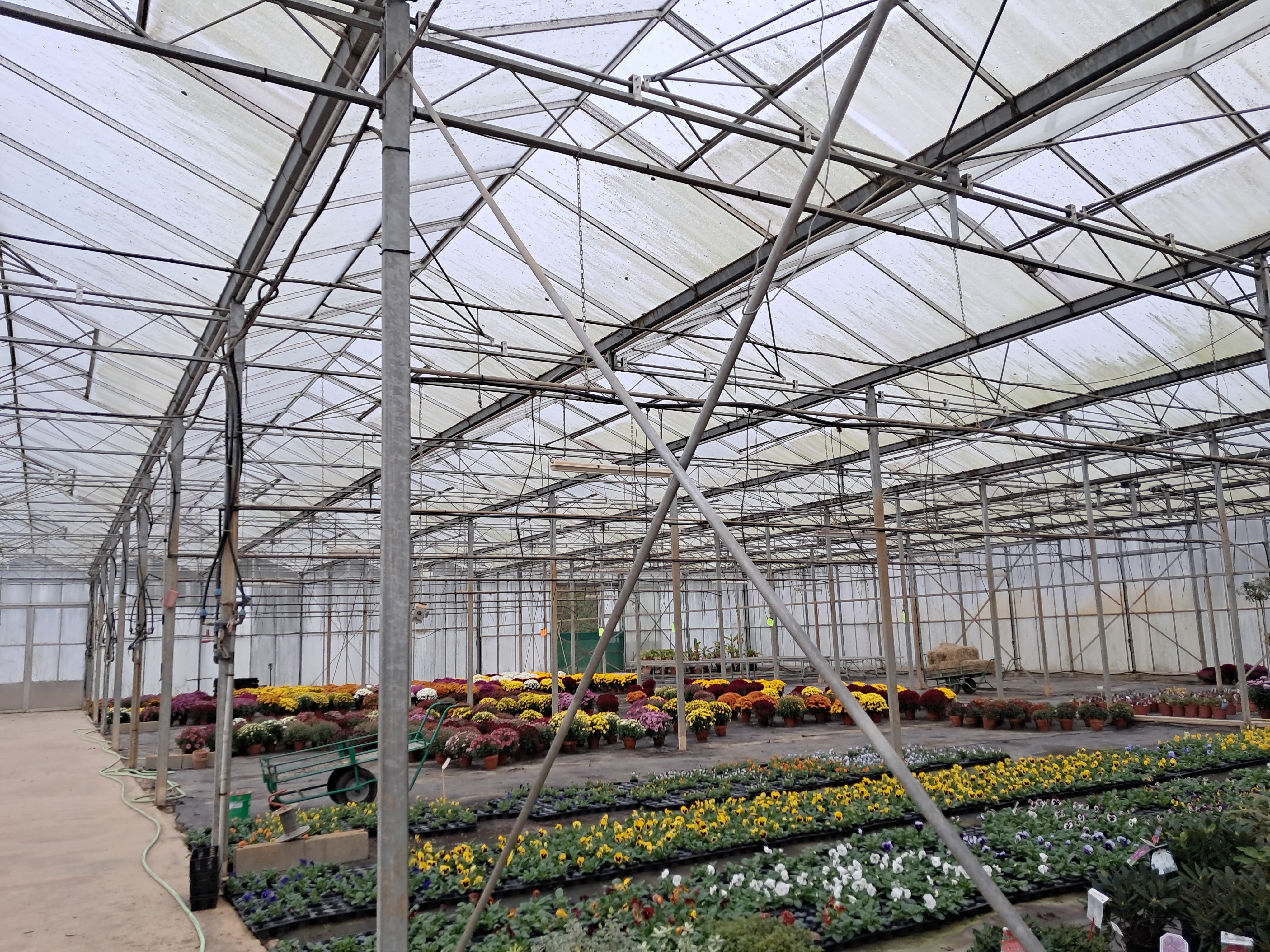 Exploitation horticole à vendre avec emplacement facile d'accès, un cadre agréable, en vente directe, outil qui peut s'adapter à d'autres productions. 

Localisation : département de la Manche, proche de Mortain-Bocage.

Exploitation :
- Type d'installation : individuelle
- Mode de cession : tout en vente
- Activité : culture sous serres et tunnels, pépinières, horticulture,  maraichage
- SAU : 3,00 ha
- Logement repreneur : logement à trouver

Foncier : exploitation horticole serre de 2 400 m2 en verre de 1999 et 2006 : 
- ouverture automatique selon une température définie
- arrosage automatique
- chauffage avec 3 chaudières fuel
- couloir bétonné 
- bâtiment fonctionnel, en bon état
- avec magasin
- bureau
- grande cour bitumée
- parc matériel (camion, tracteur, broyeur, caisse, pulvérisateur, remorque horticulteur)

Pour plus de détails, vous pouvez nous contacter au numéro affiché.